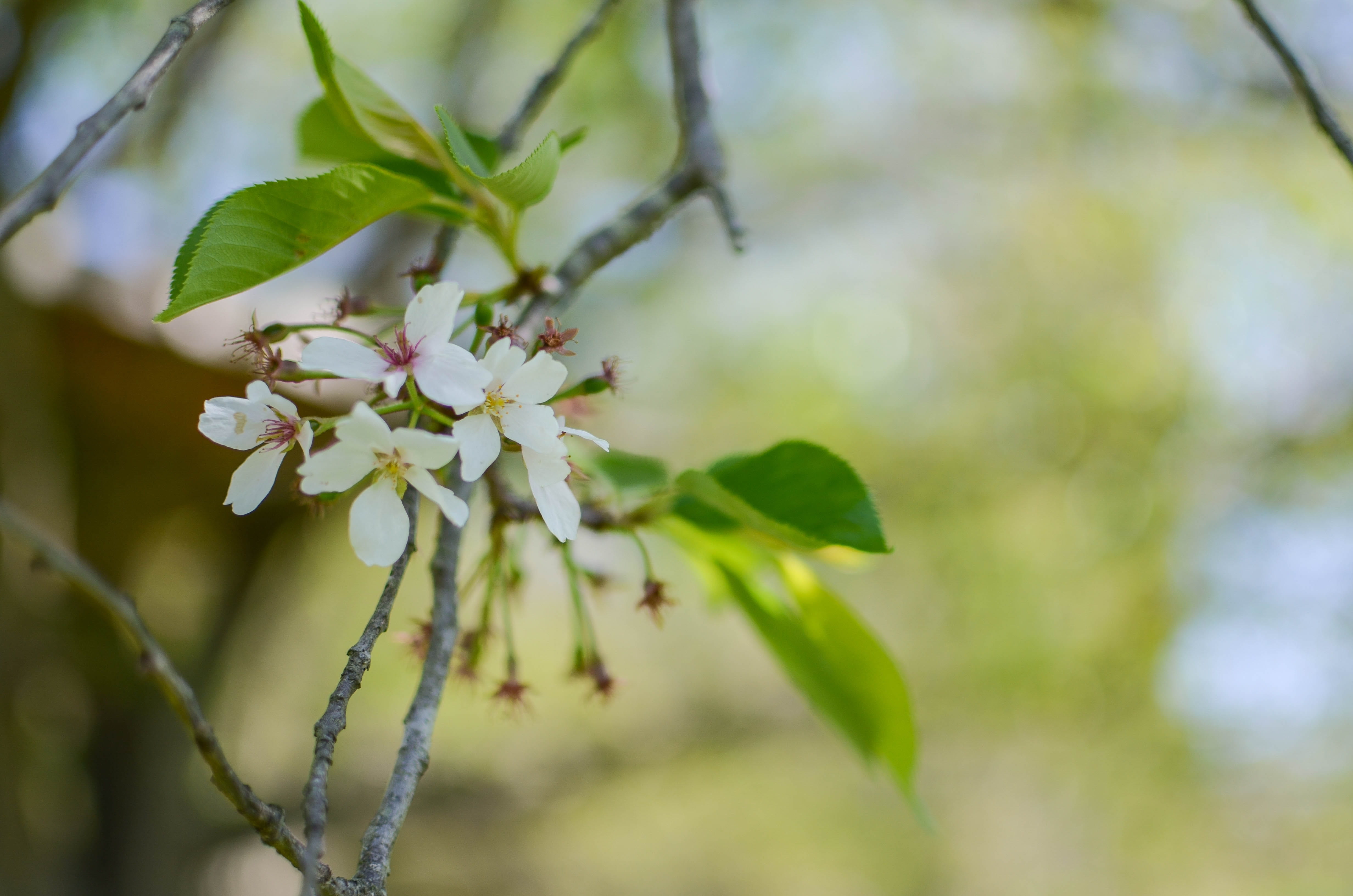 bloom, close-up, focus on foreground, bud, blur, cherry blossom, apple, flower, nature, white color, freshness, 4K, background, springtime, plant part, HD Wallpaper