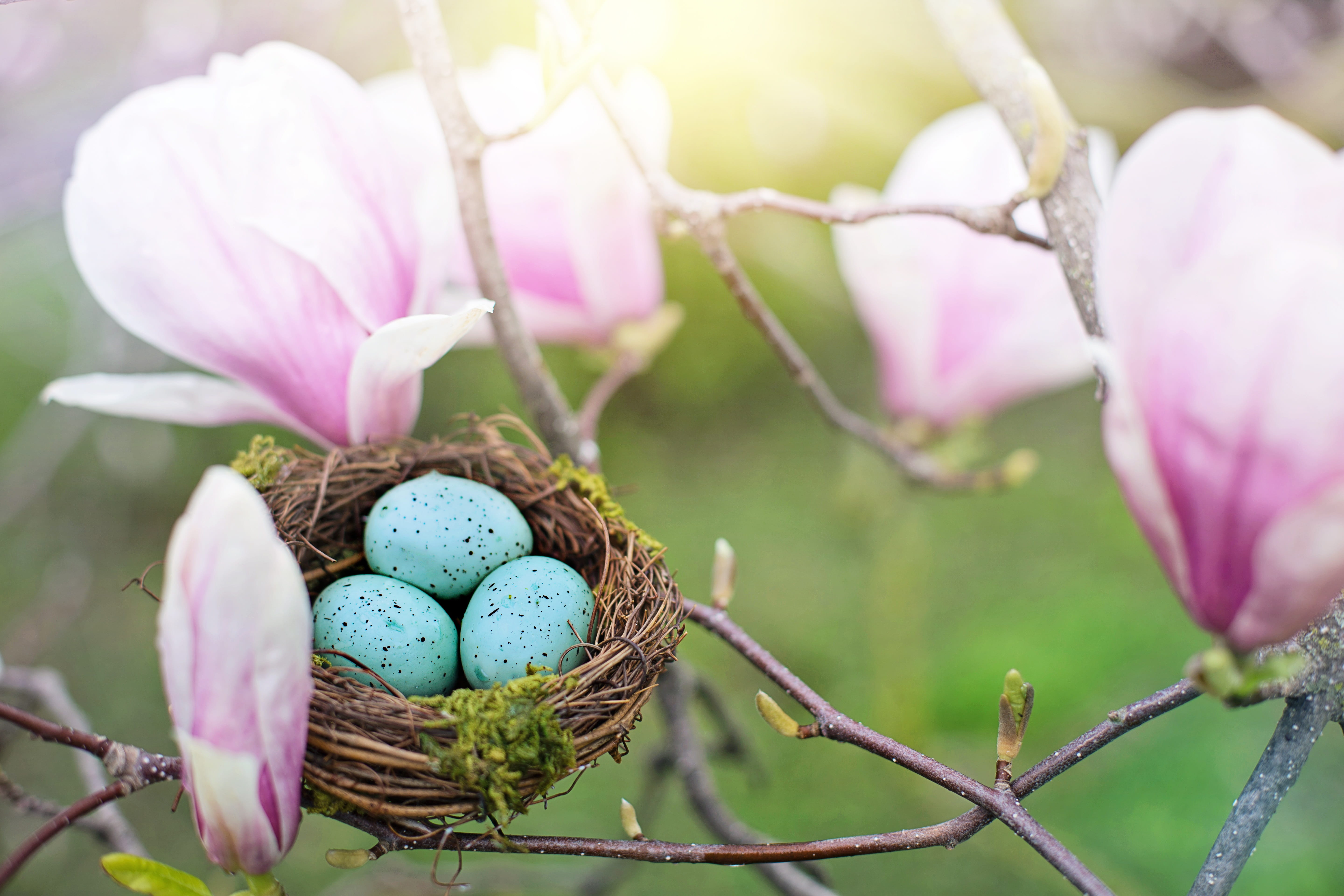 close-up, egg, 5K, food, plant, eggs, easter egg, pink, beauty in nature, fragility, magnolias, focus on foreground, growth, vulnerability, nest, no people, HD Wallpaper