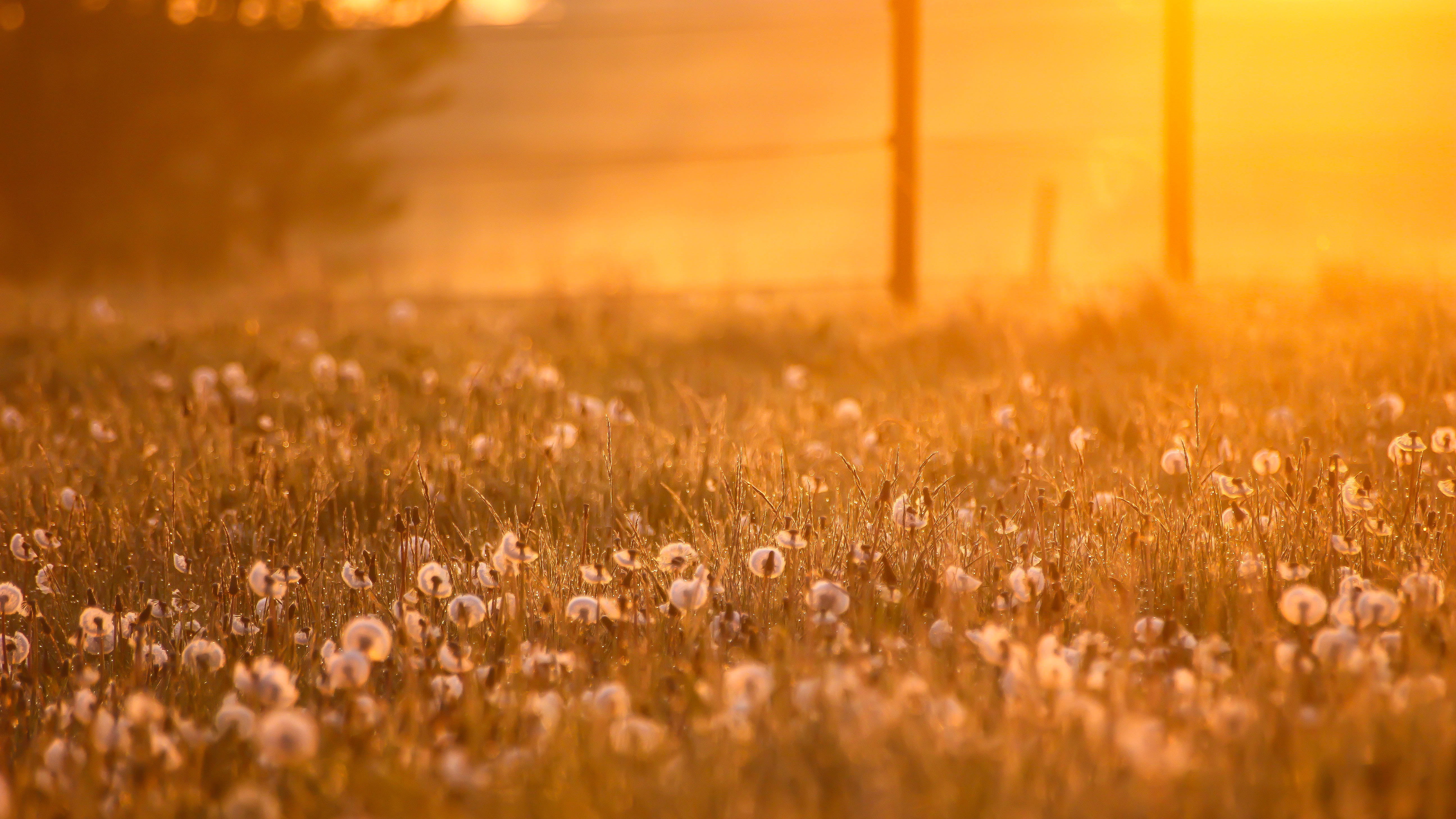 flower, fields, Golden light, plant, white flower, dagg, grass, 5K, scenery, dandelion, white, sunlight, summer, outdoors, defocused, nature, gräs, sunset, HD Wallpaper