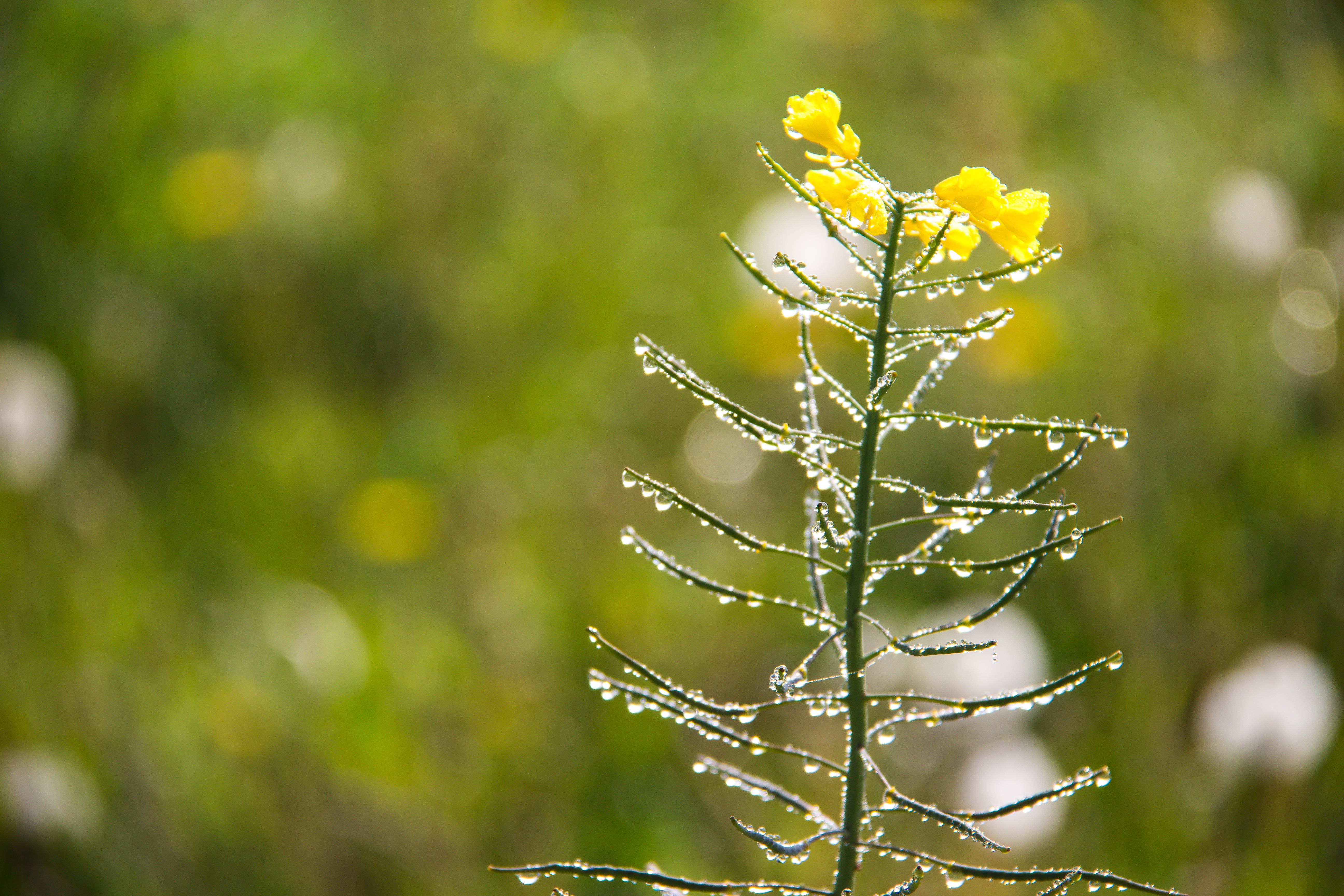 focus, leaf, nature, 5K, dew, close-up, Glittering, rape, selective focus, dagg, rapeseed, seed, plant, Raps, outdoors, summer, yellow, petaled, water, HD Wallpaper