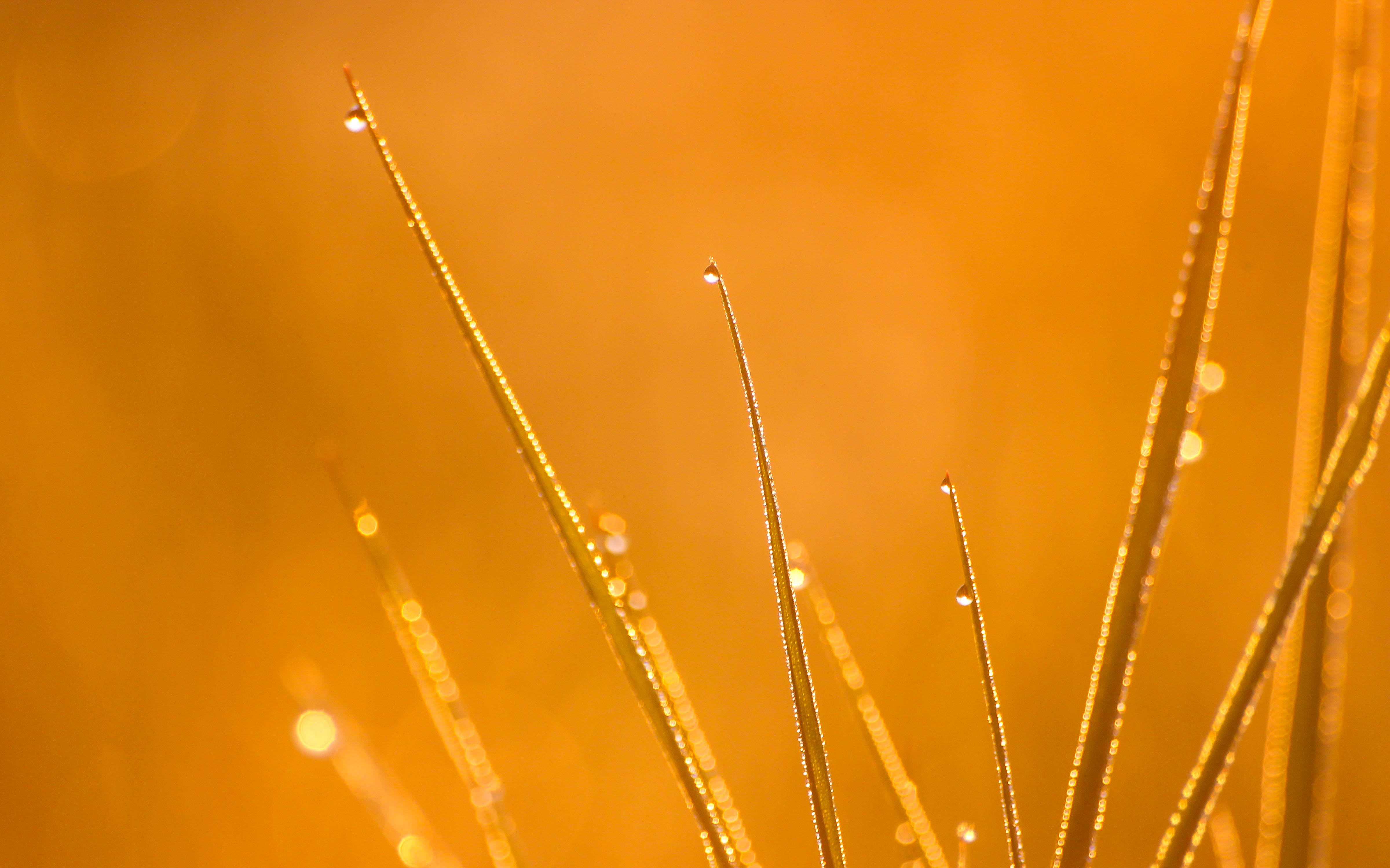 jus, nature, grass, photography, macro, water, 4K, plant, dagg, Sunrise, drop, close-up, gräs, water droplets, meadow, summer, green Color, waterdrop, HD Wallpaper