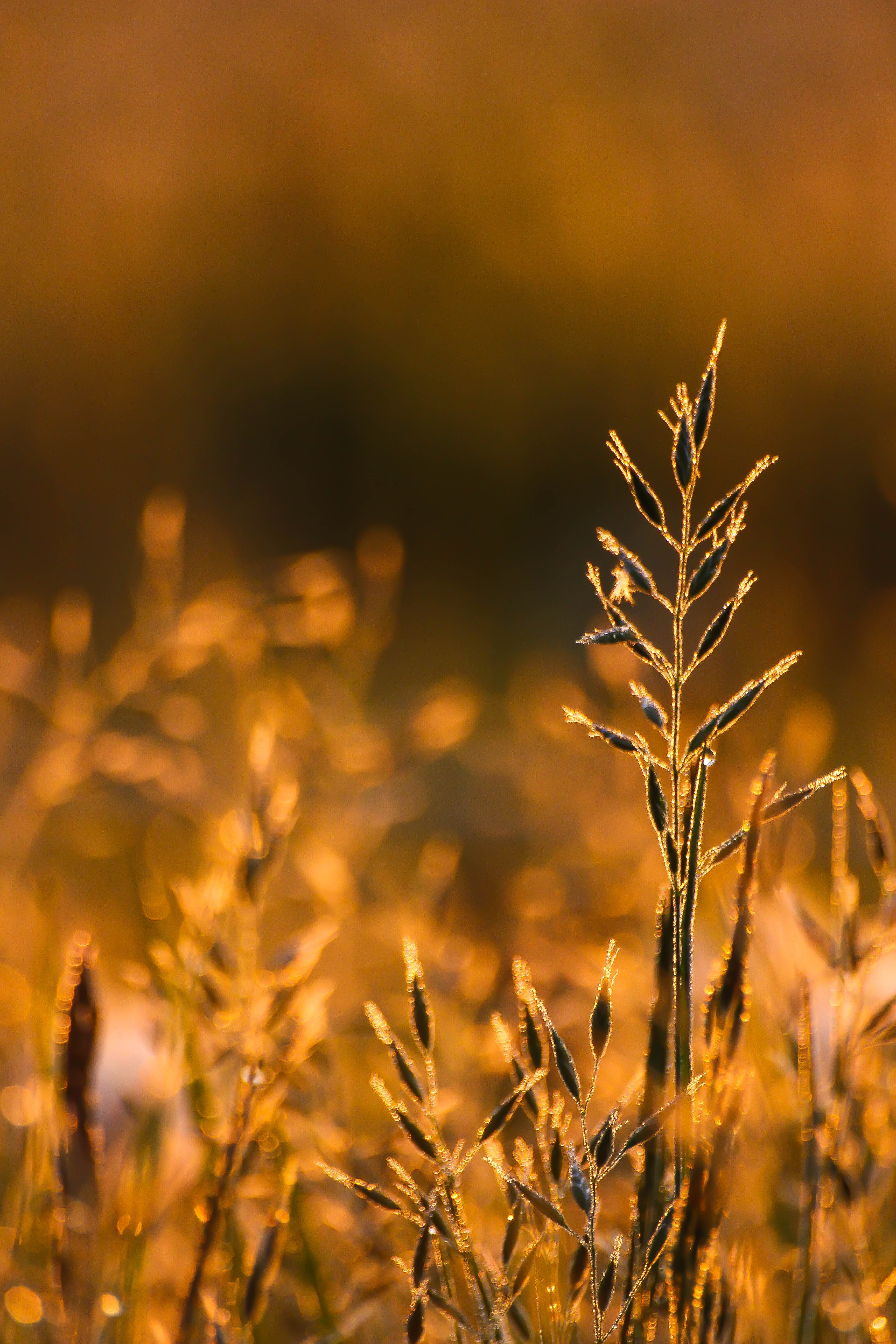 gräs, field, wheat, rural Scene, grass, gold Colored, daytime, agriculture, plant, 5K, brown, dagg, yellow, day, outdoors, sunlight, nature, photo, crop, Phone HD Wallpaper