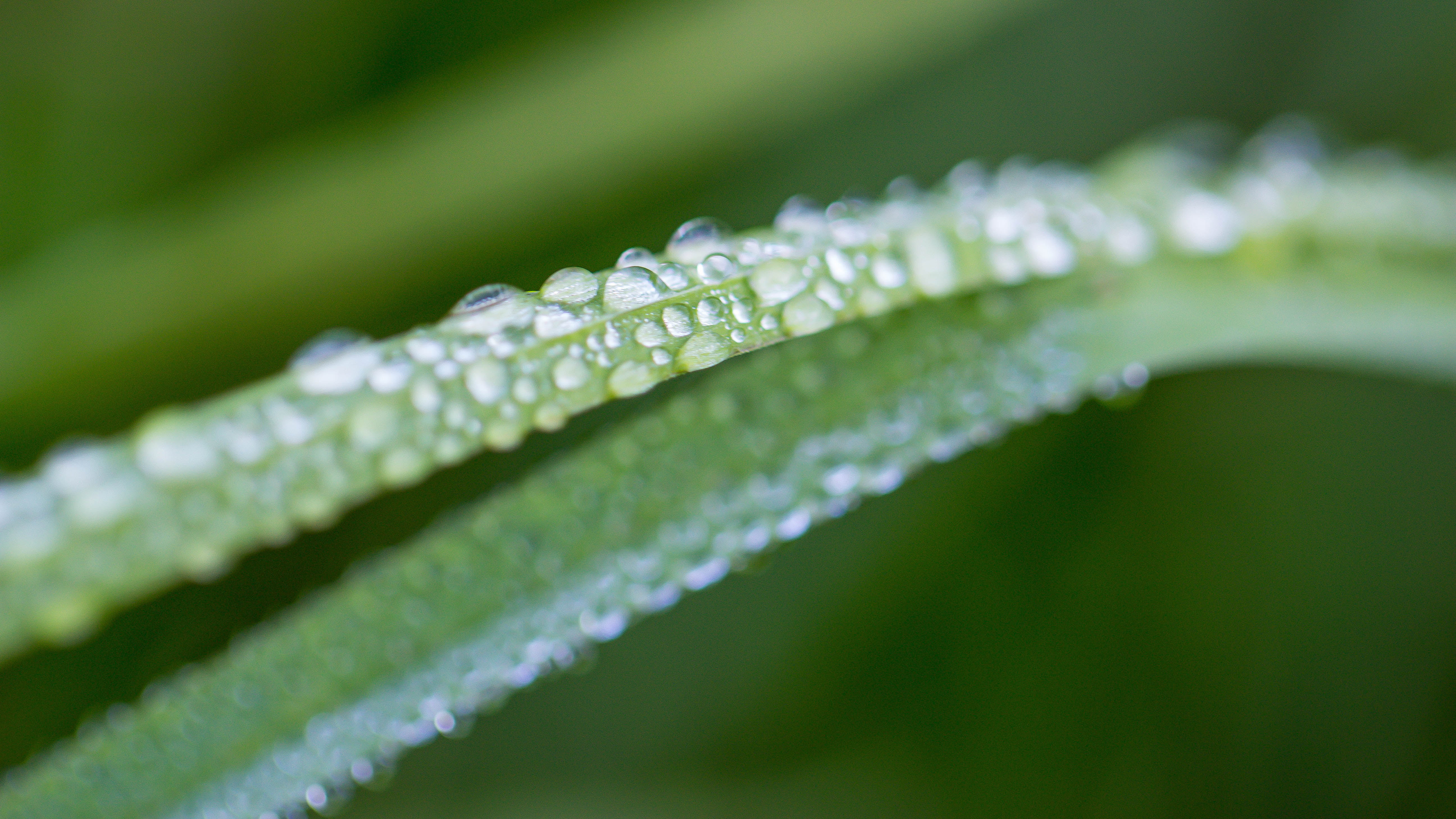dagg, drop, 5K, macro, gräs, Dew, grass, watten, close-up, selective, rain, wet, plant, green Color, environment, droplets, focus, photo, backgrounds, HD Wallpaper