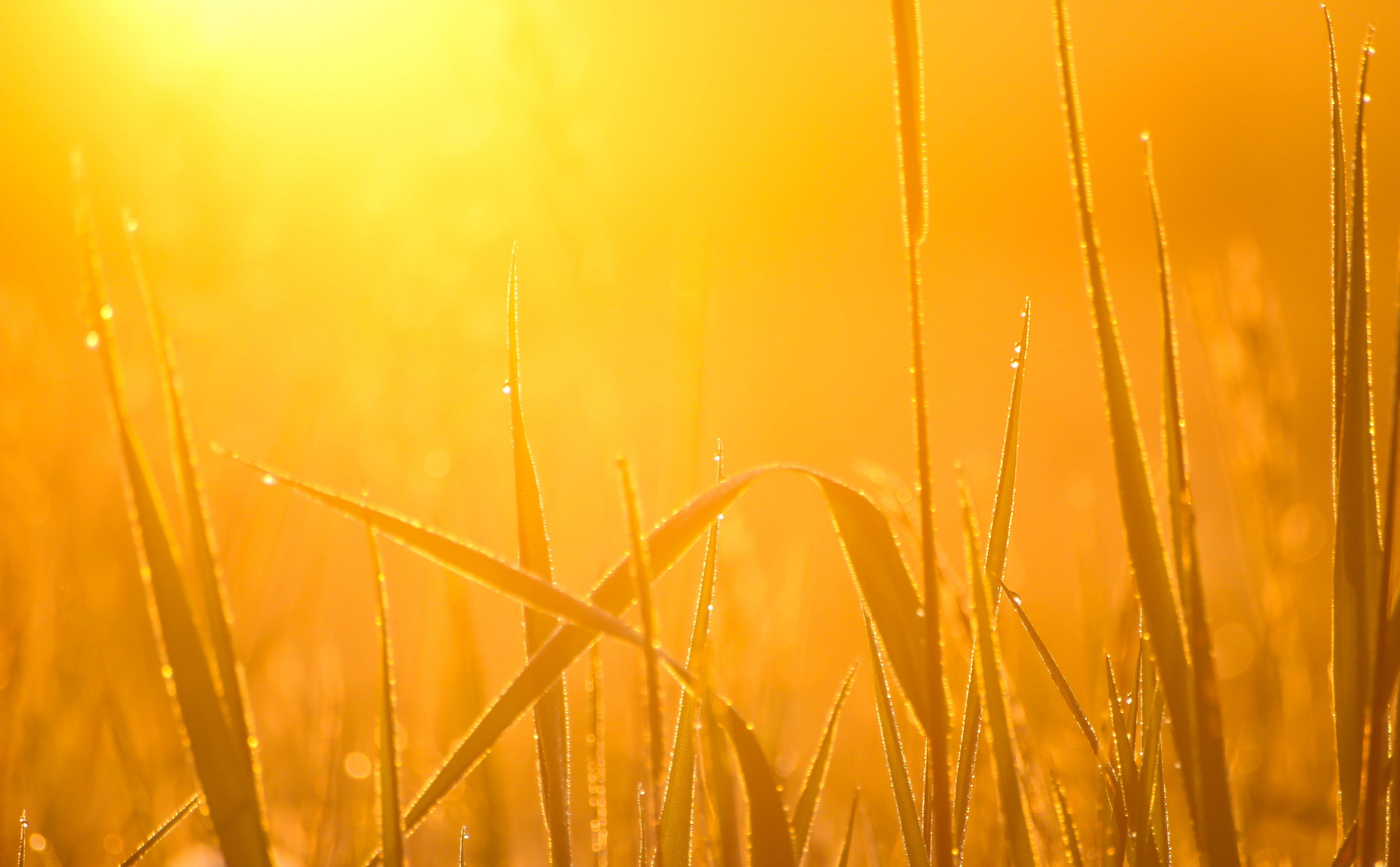 outdoors, dew, morning, 5K, focus on foreground, blade of grass, beauty in nature, yellow, plant, Aero, tranquility, backgrounds, nature, Light, water, HD Wallpaper