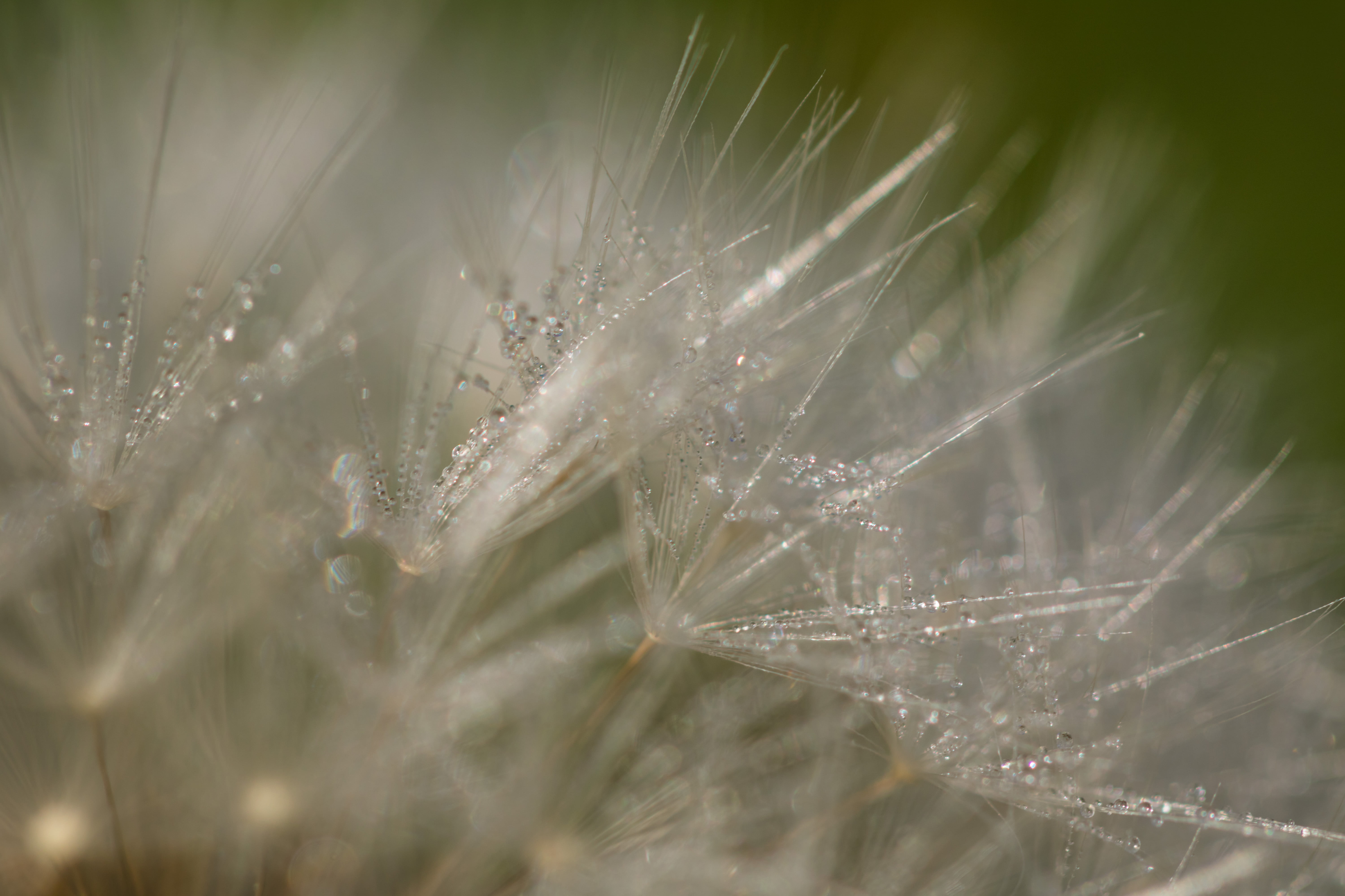 camera, canon eos, drops, water, exif, makro, state, nature, dagg, mm, close-up, plant, forming, grass, canon, iso_speed, geo, 760d, model, seed, macro, HD Wallpaper