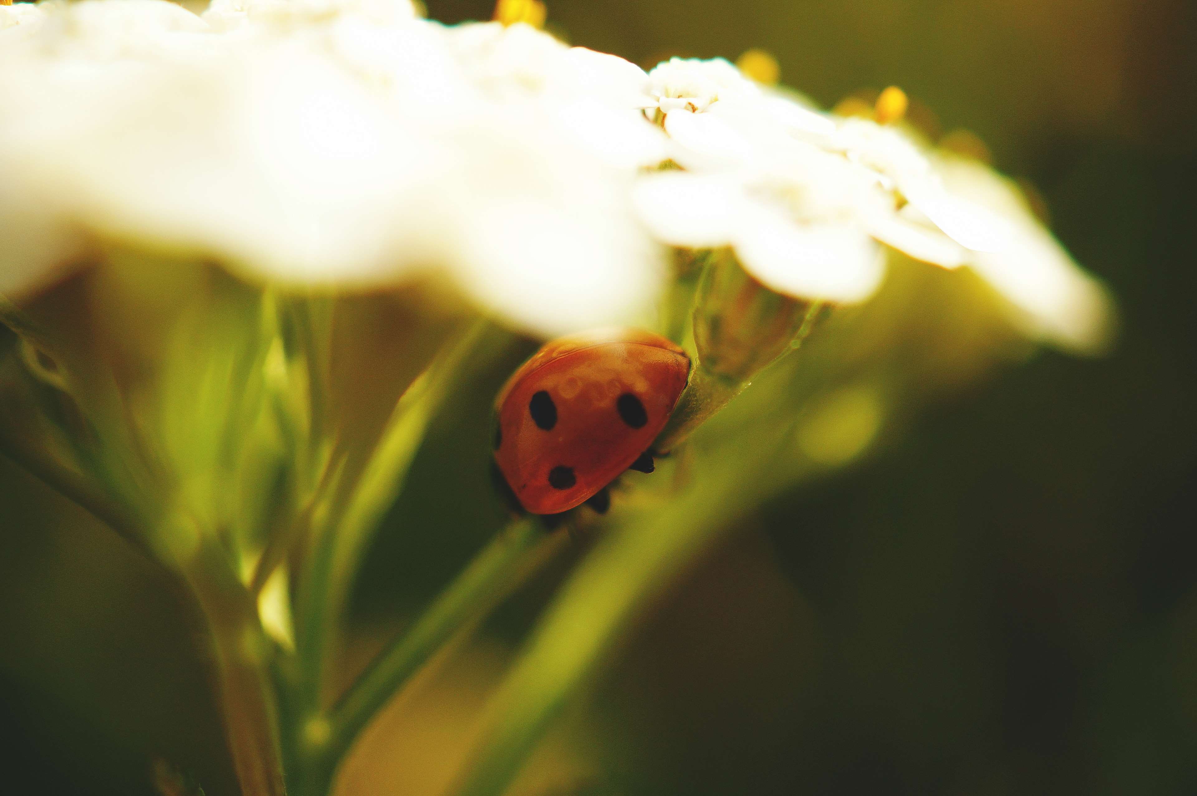 selective focus, animals in the wild, garden, petals, bright, plant, flower, flowering plant, delicate, close-up, ladybug, spotted, outdoors, macro photography, HD Wallpaper