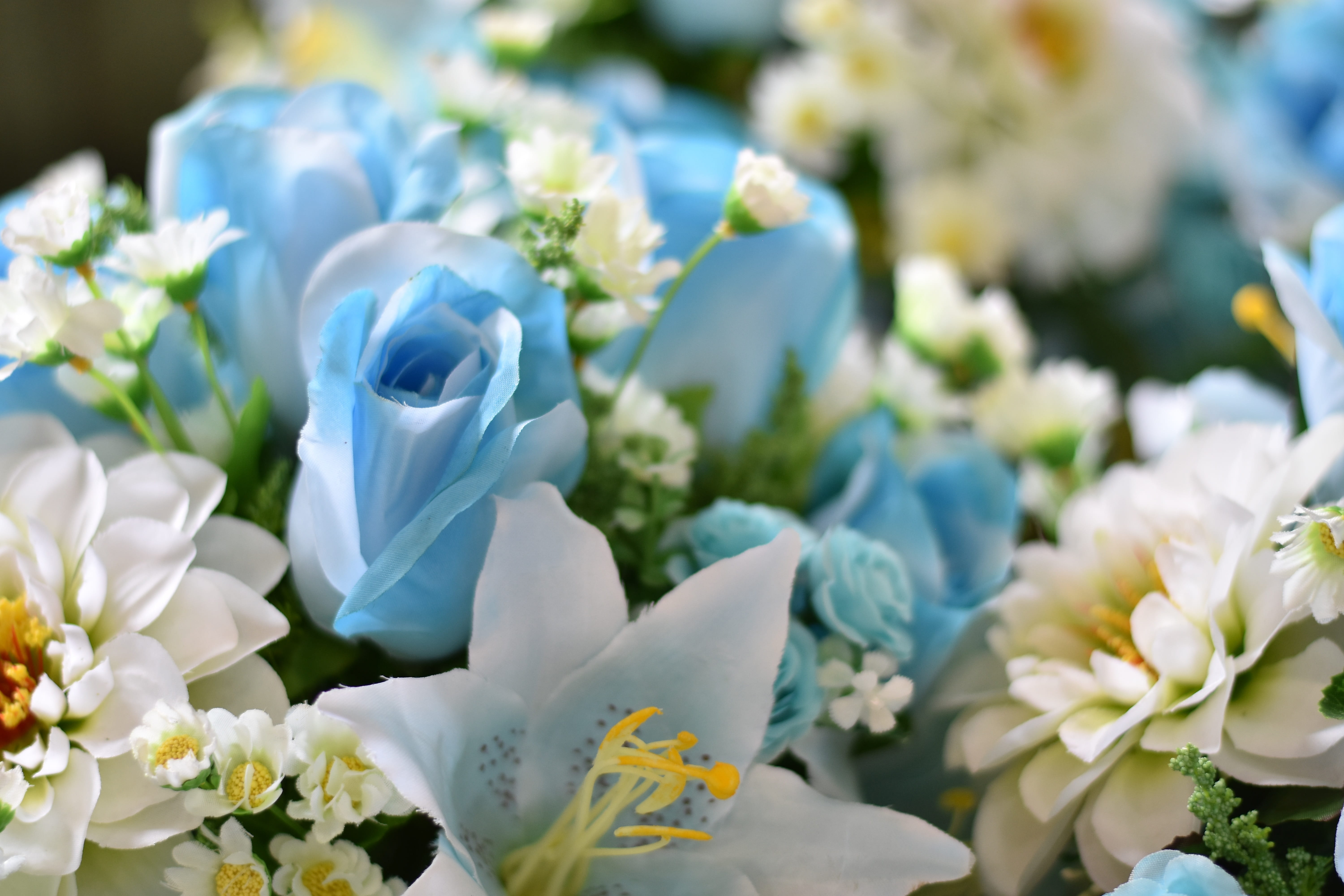 celebration, blossom, close-up, summe, outdoors, flower head, no people, rose, arrangement, daisy, spring, bunch of flowers, 5K, vulnerability, fragility, HD Wallpaper