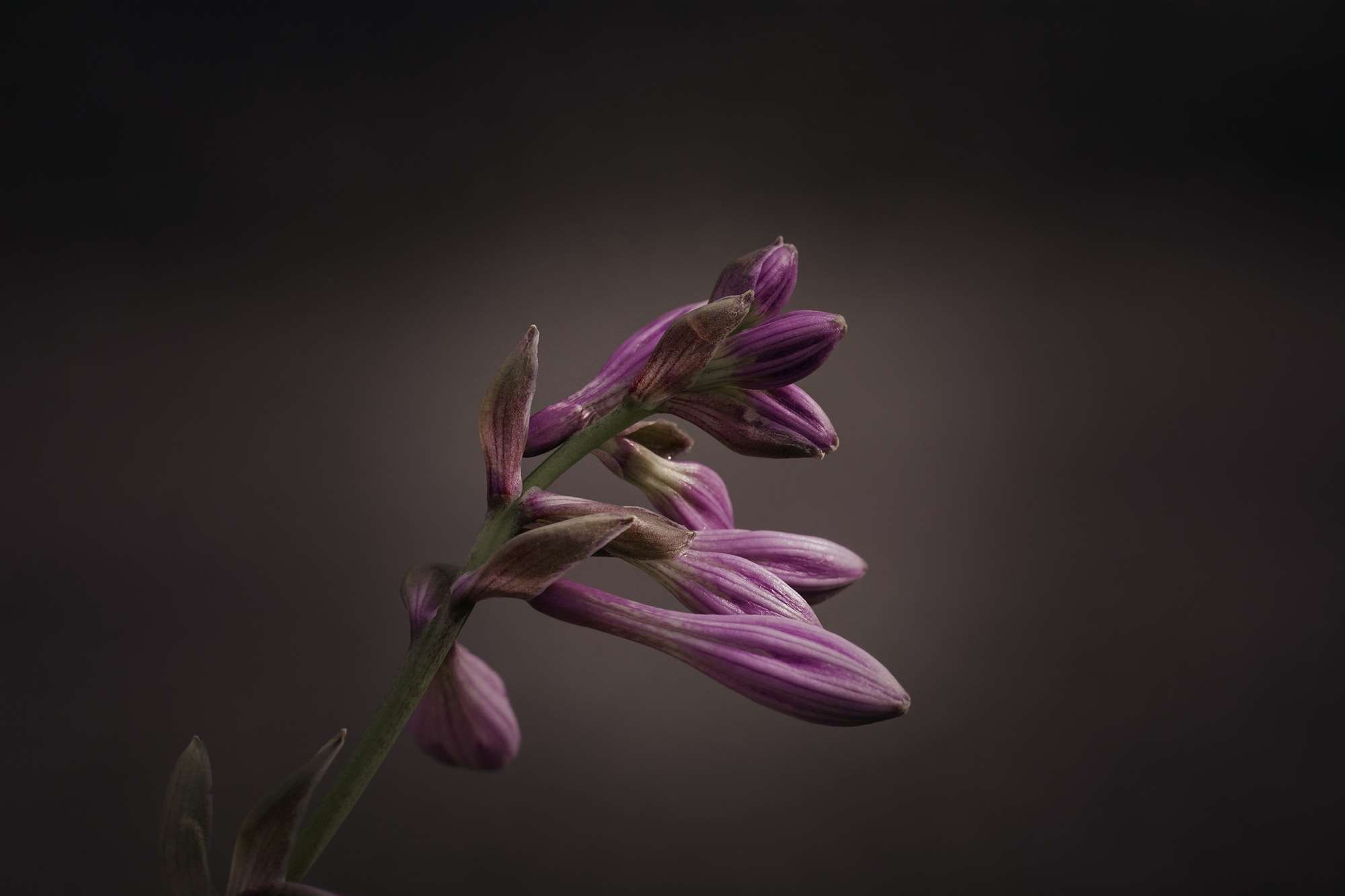 leaf foliage plant, beauty in nature, plantain lily, sepal, garden, vulnerability, close-up, springtime, focus on foreground, petal, nature, purple, copy space, HD Wallpaper