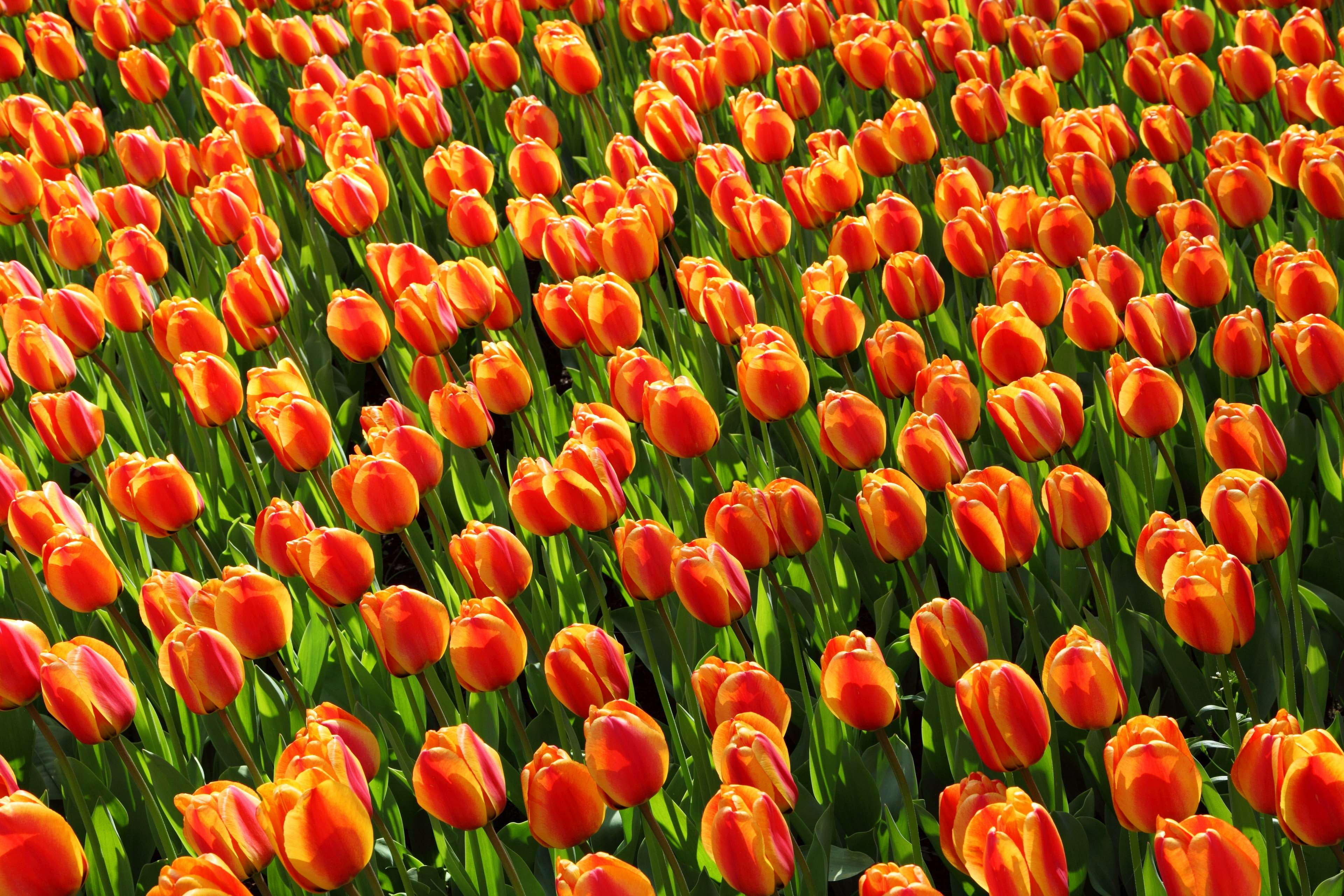 backgrounds, flower, abundance, garden, beauty in nature, summ, fair weather, tulip, flora, flower head, background, red, vulnerability, holland, full frame, HD Wallpaper