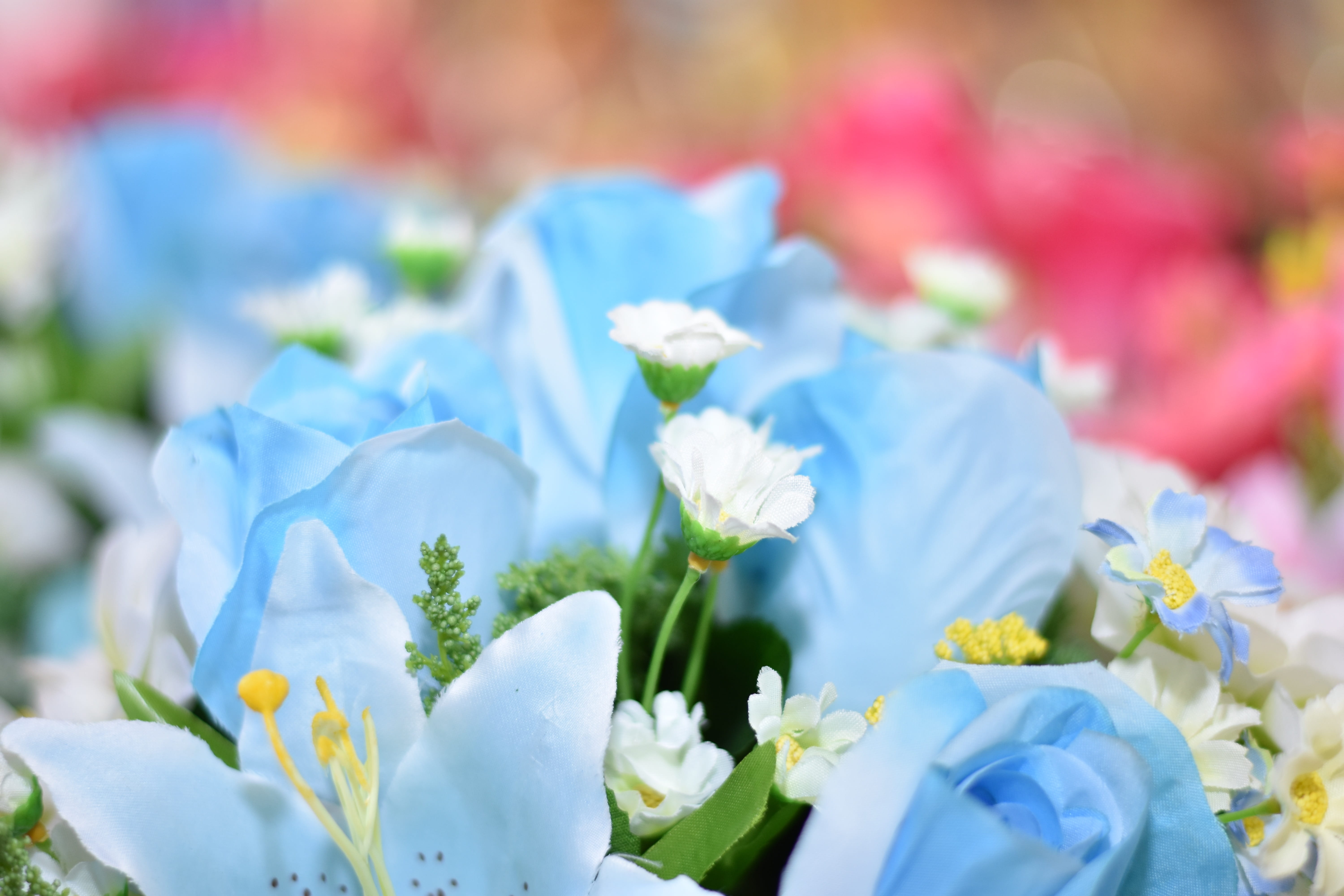 fragility, growth, vulnerability, flower, focus on foreground, nature, blossom, day, pansy, no people, 5K, bouquet, blooming, freshness, close-up, daisy, HD Wallpaper
