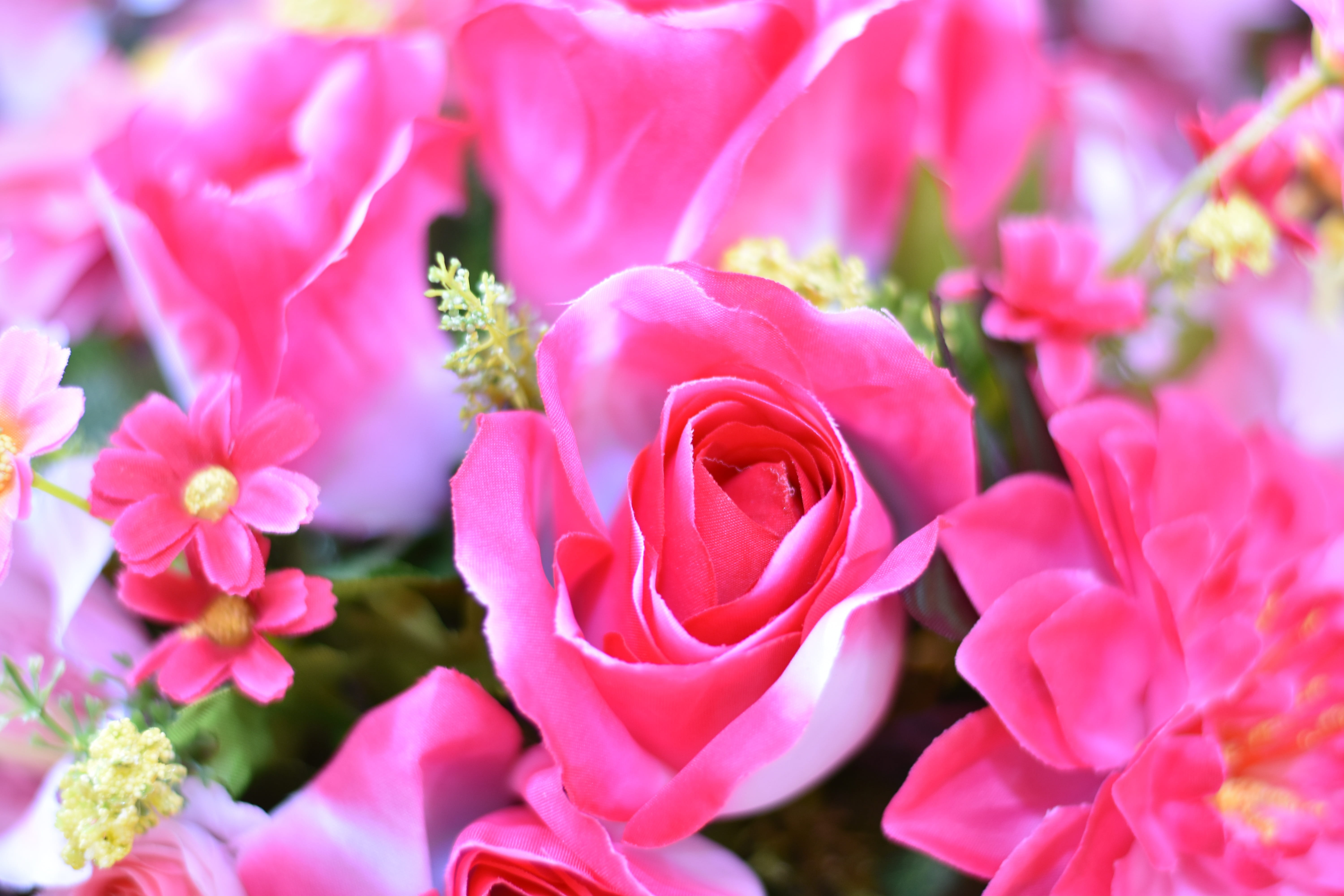 summe, flower arrangement, 5K, flowering plant, no people, close-up, plant, spring, inflorescence, petal, outdoors, rose, blossom, daisy, growth, flower head, HD Wallpaper