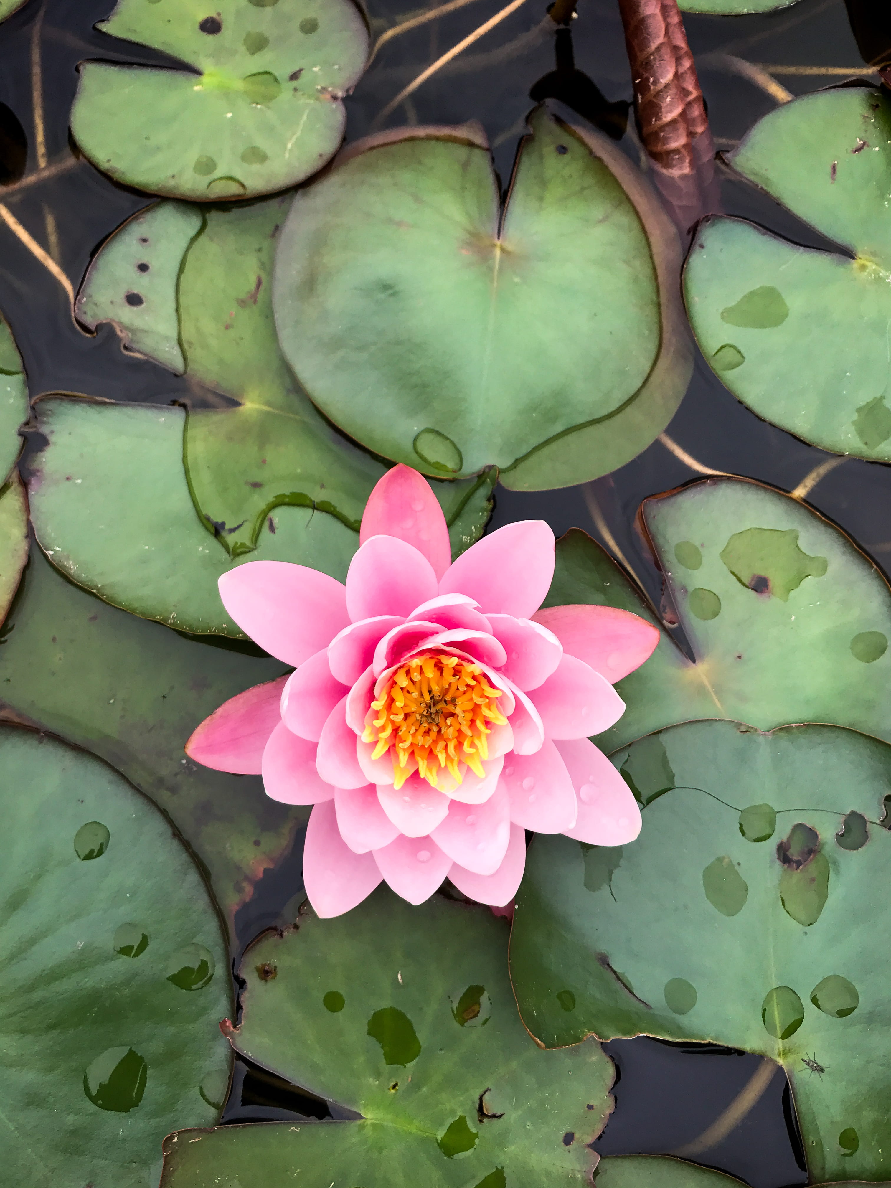plant, brooklyn botanic garden, 4K, flower head, leaf, water lily, high angle view, outdoors, united states, inflorescence, brooklyn, lotus water lily, Phone HD Wallpaper