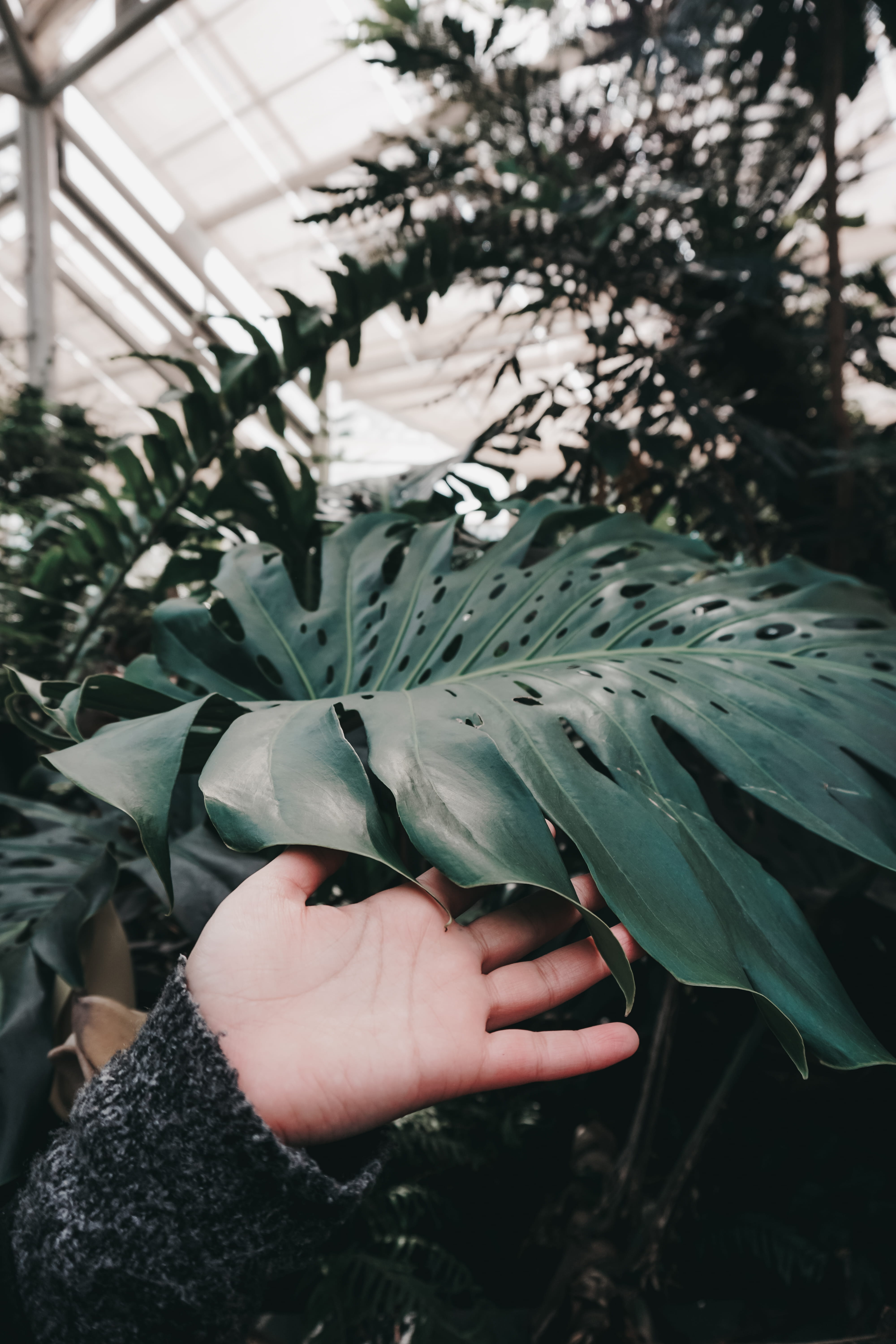 adult, brooklyn botanic garden, day, real people, 5K, focus on foreground, green color, growth, women, finger, unrecognizable person, human body part, Phone HD Wallpaper