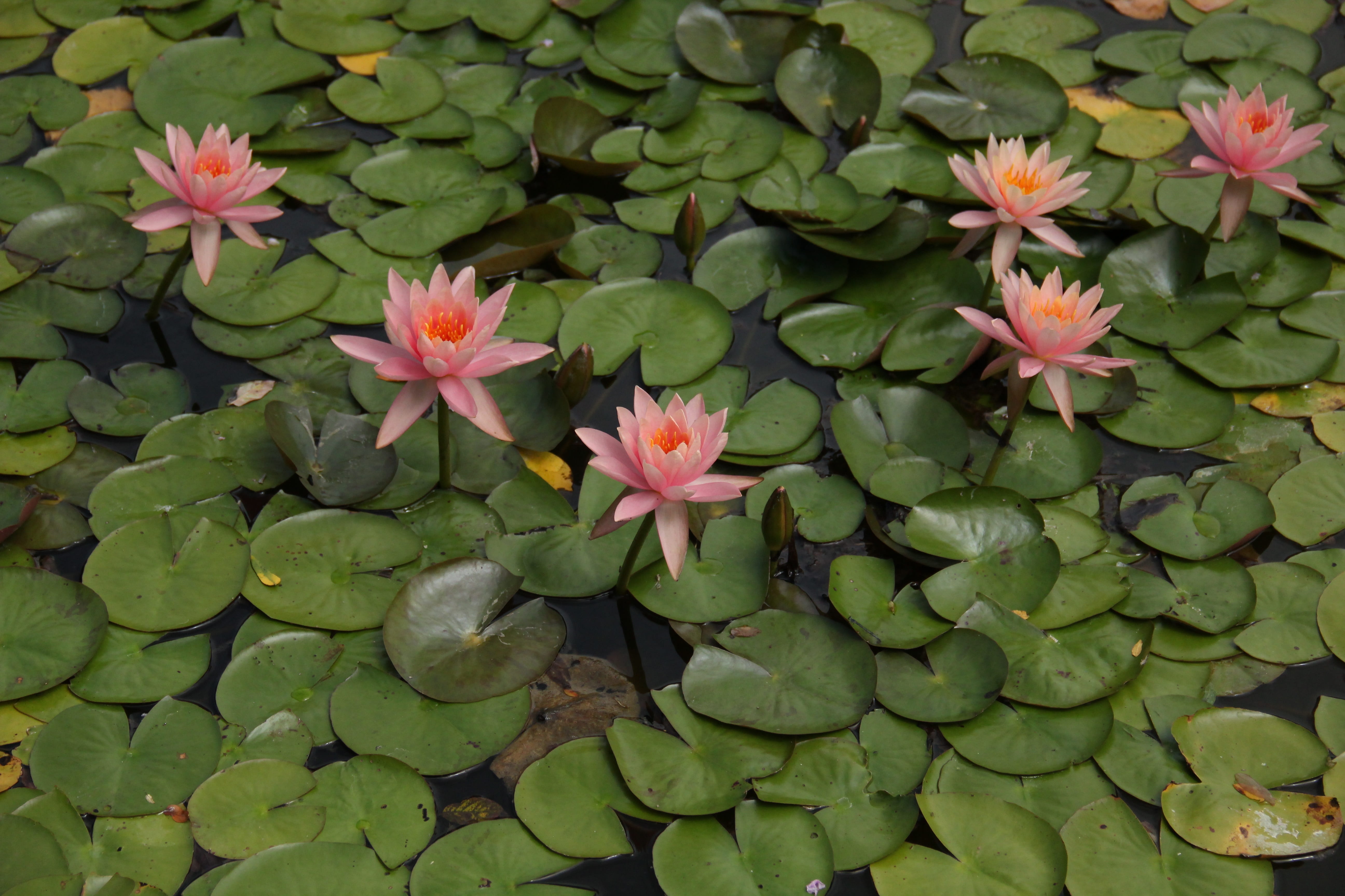 green, lake, bloom, growth, water lily, blossom, summer, nature, flower, plant part, waterlily, natural, flowering plant, plant, petal, pond, waterlilies, HD Wallpaper