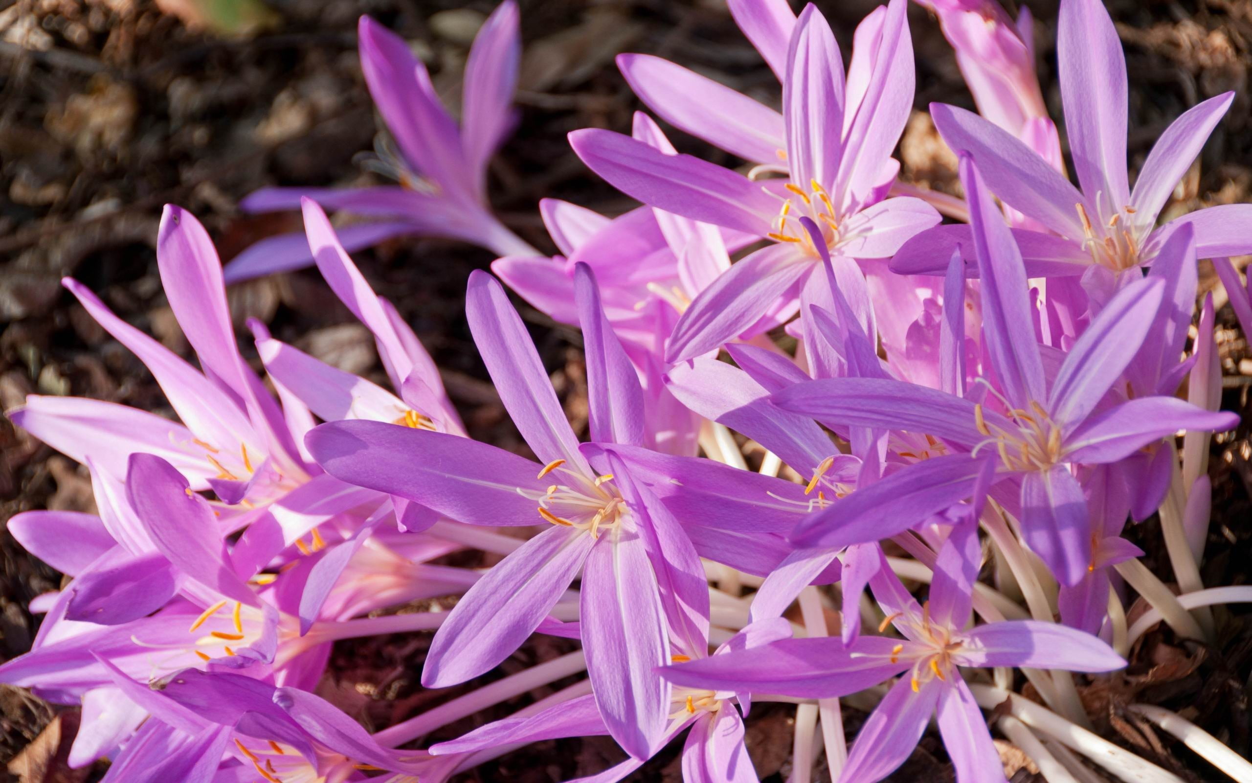 flowering plant, growth, no people, crocus, close-up, springtime, inflorescence, nature, quality, high, high angle view, vulnerability, focus on foreground, HD Wallpaper