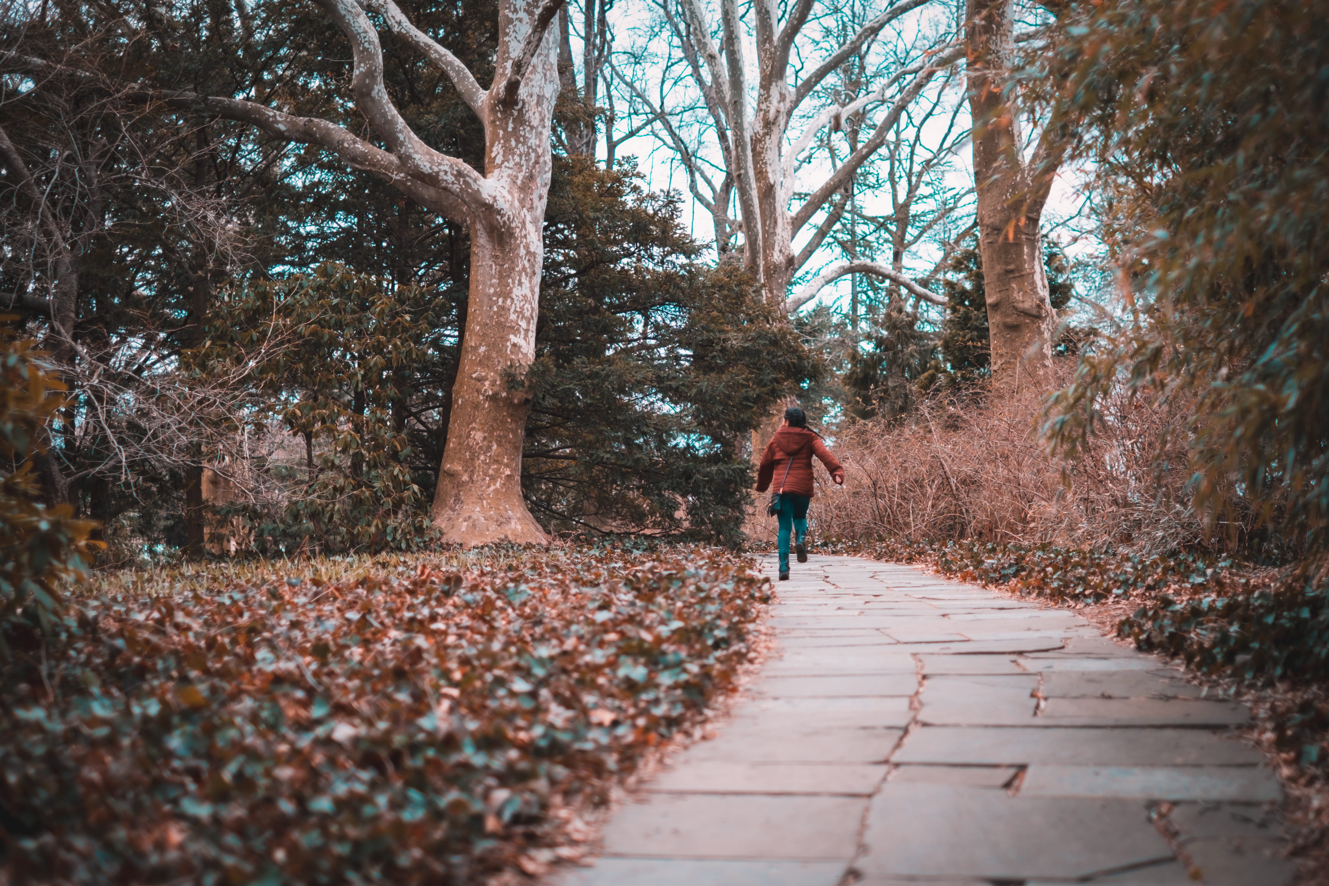 rear view, road, plant, pavement, leisure activity, walking, flagstone, outdoors, casual clothing, nature, trunk, lifestyles, 4K, brooklyn botanic garden, HD Wallpaper