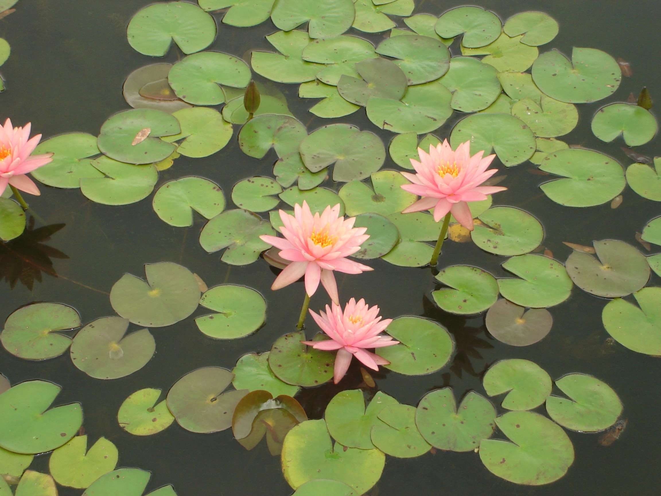 no people, 1080P, petal, outdoors, water lily, fragility, waterlily, flowering plant, pond, flower, growth, green color, beauty in nature, vulnerability, HD Wallpaper