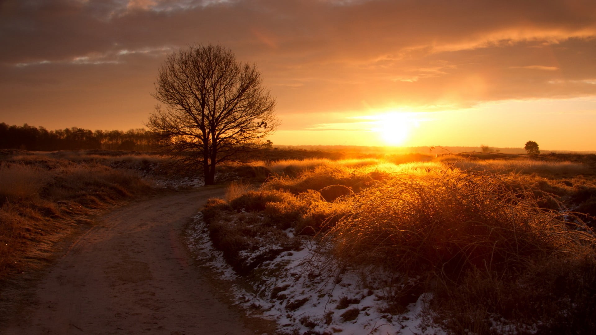 field, dirt, land, brown, road, beauty in nature, sky, sunlight, nature, bare tree, tree, tranquil scene, environment, outdoors, landscape, the way forward, HD Wallpaper