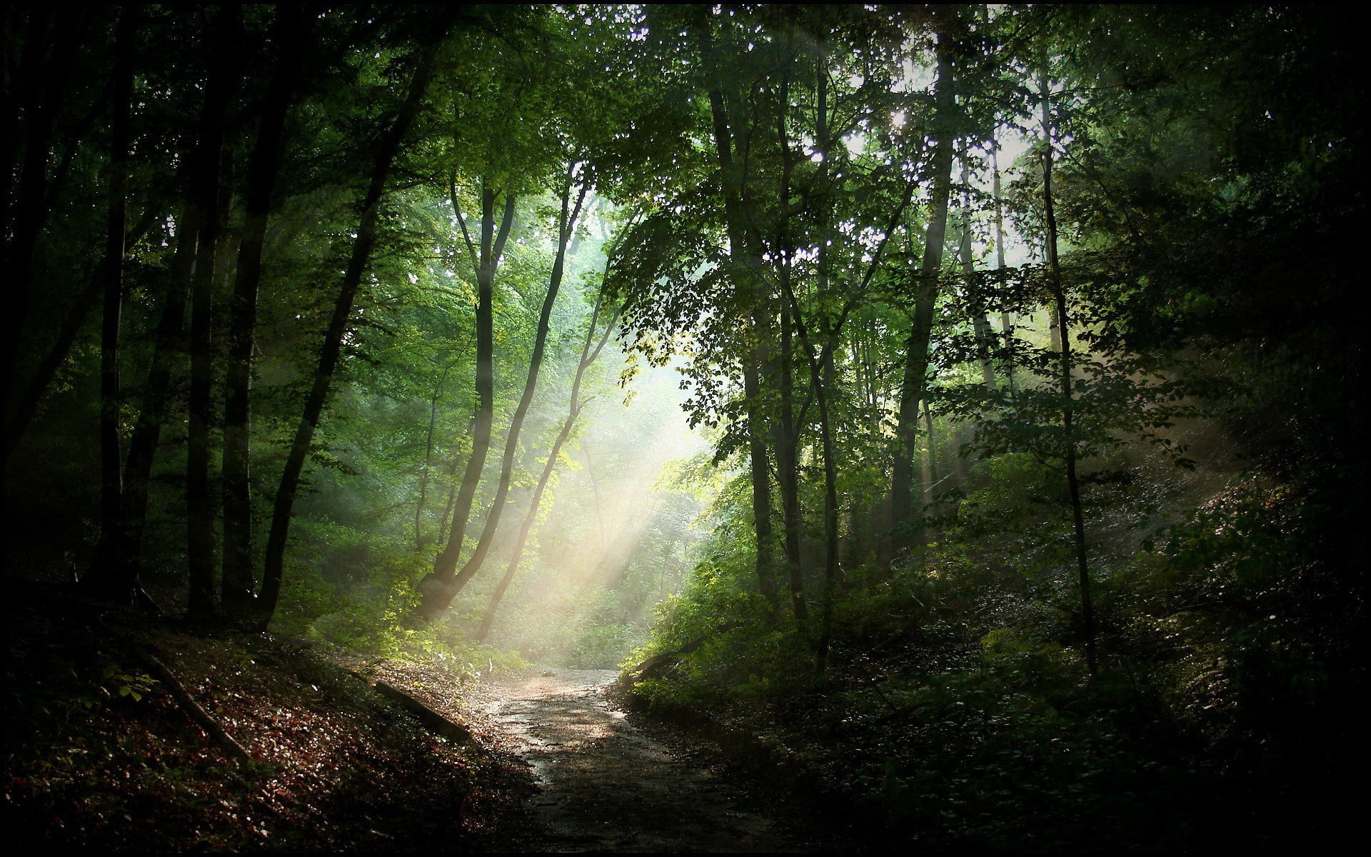 road, forest, sunlight, nature, 1080P, dirt road, green, trees, HD Wallpaper