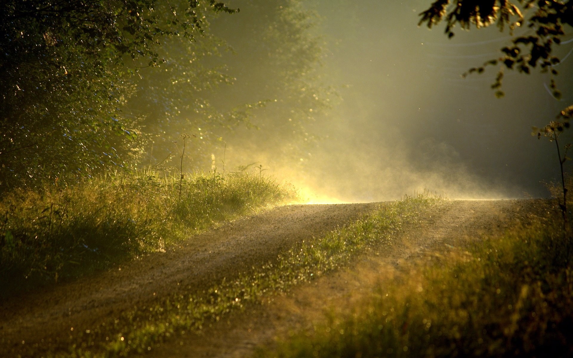 path, 1080P, mist, trees, dirt road, HD Wallpaper