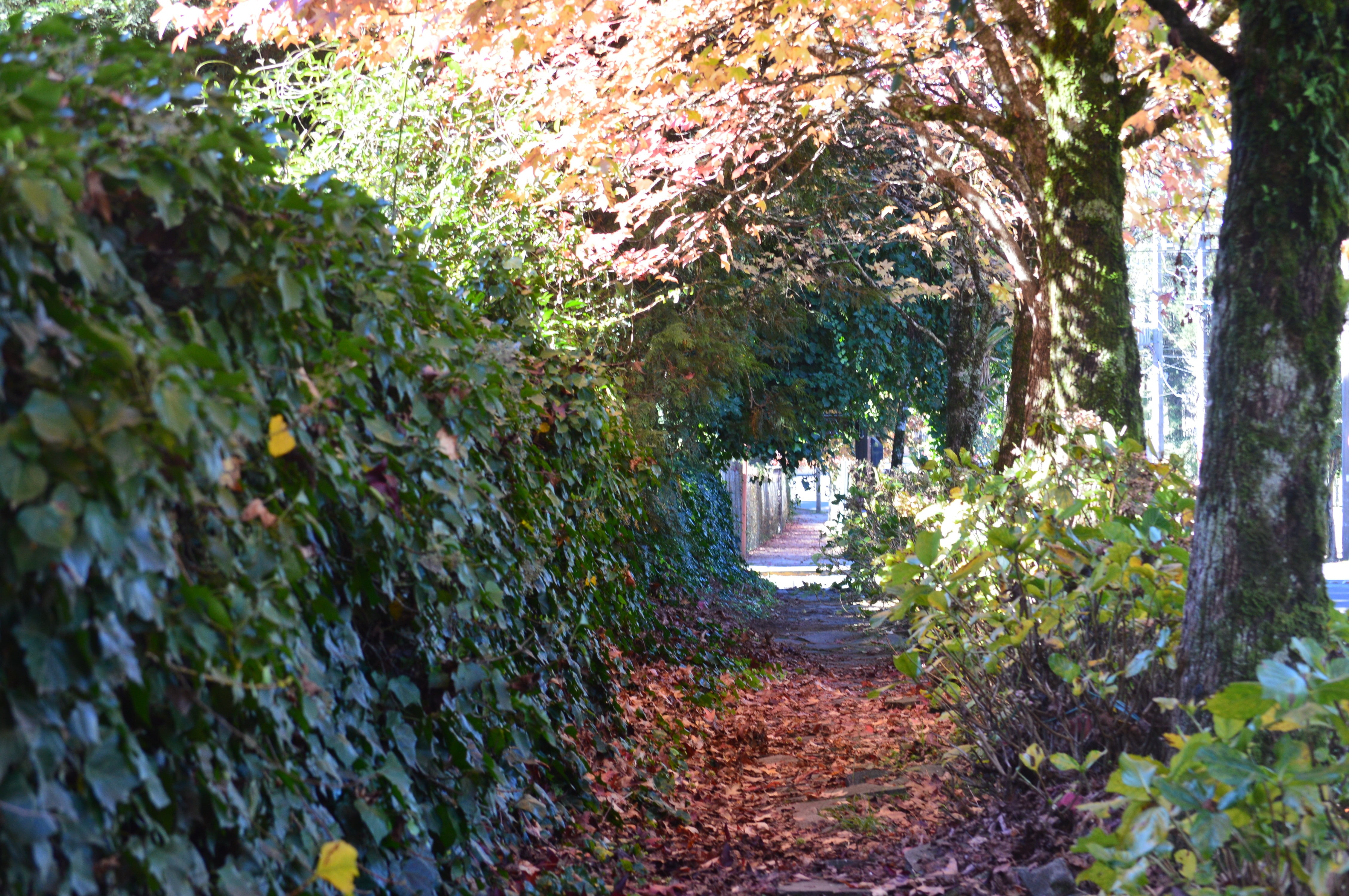path, trees, dirt road, 4K, HD Wallpaper