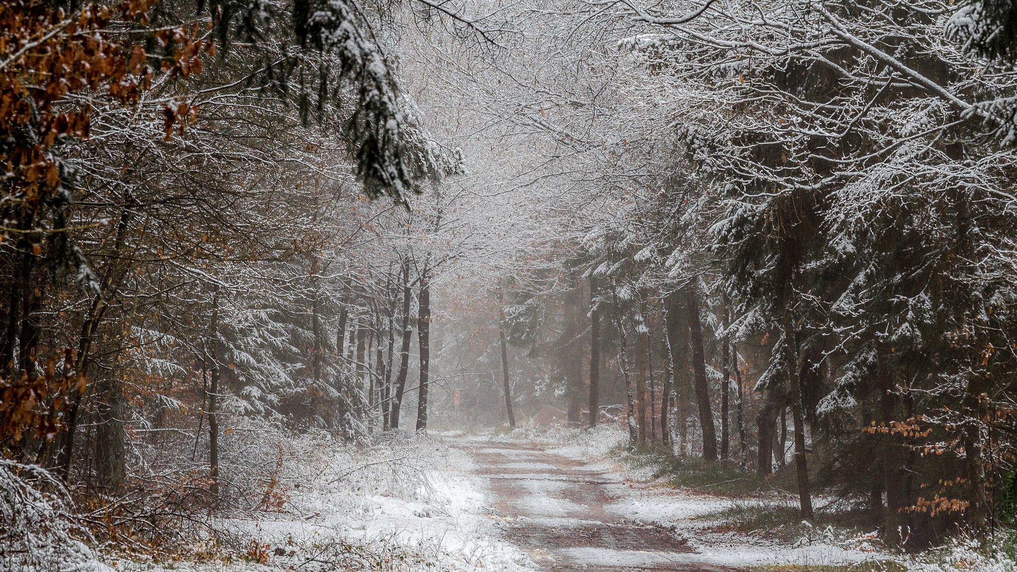 forest, 1080P, landscape, winter, dirt road, path, snow, HD Wallpaper