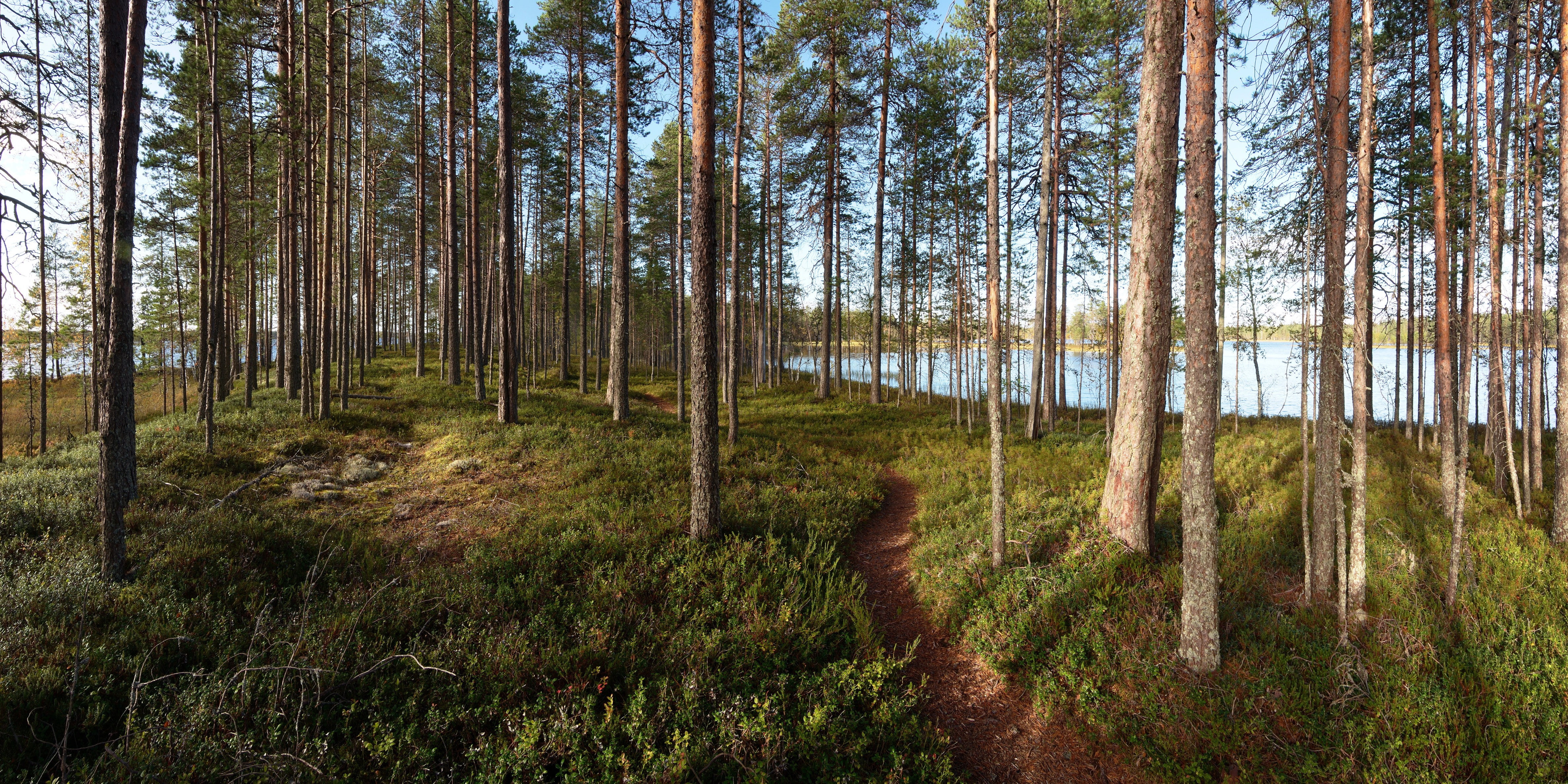 growth, forest, plant, tree, pine woodland, day, no people, woodland, environment, scenics - nature, grass, landscape, tranquility, sky, 4K, dirt road, HD Wallpaper