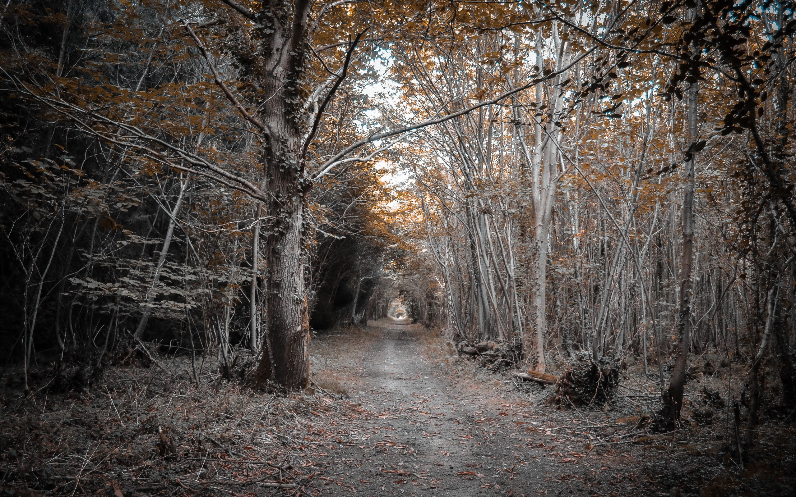 no people, nature, trees, land, 2K, growth, forest, footpath, tranquil scene, autumn, treelined, day, dirt road, change, beauty in nature, landscape, woodland, HD Wallpaper
