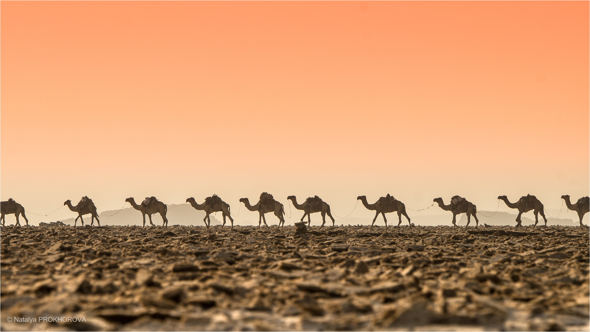 desert, 1080P, heat, camels, Caravan, HD Wallpaper