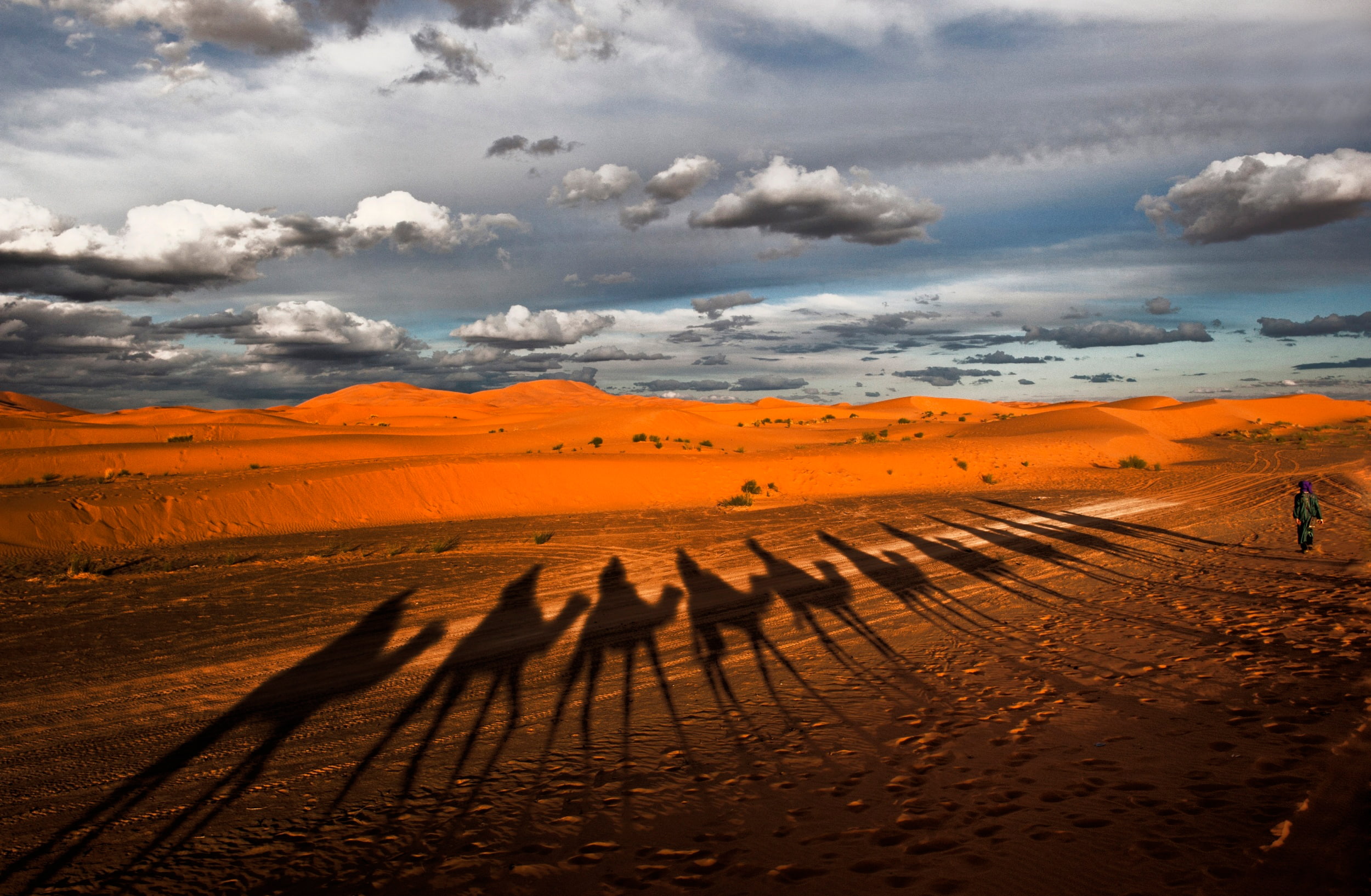 camels, 1080P, caravan, shadows, desert, HD Wallpaper