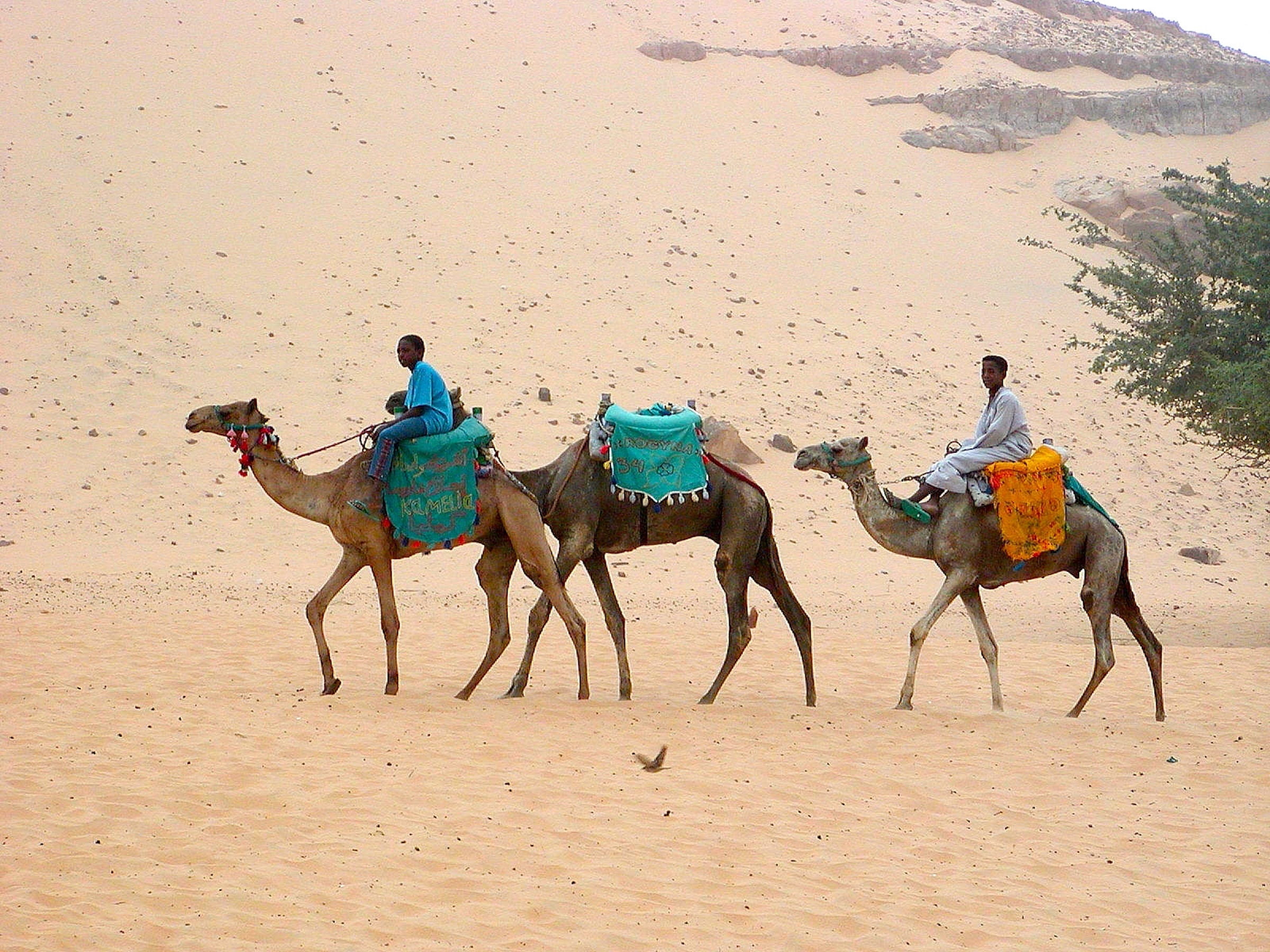 domestic animals, men, animal themes, pets, 1080P, transport, on the move, domestic, Caravan, Ship, desert ship, sand, people, group of animals, adult, HD Wallpaper