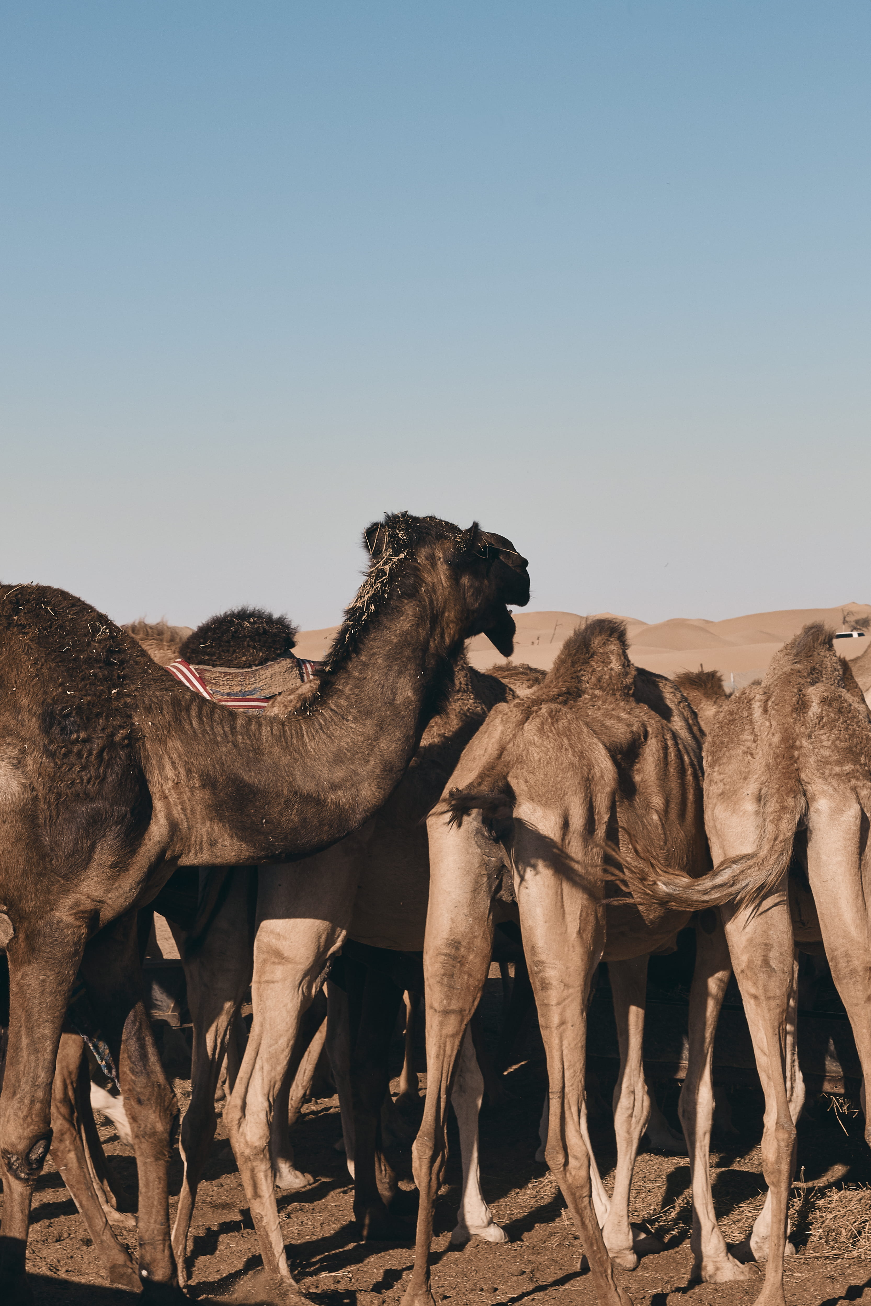 copy space, herbivorous, wildlife, travel, traveler, destination, cow, animal wildlife, no people, working animal, caravan, livestock, horse, desert, animal themes, Phone HD Wallpaper