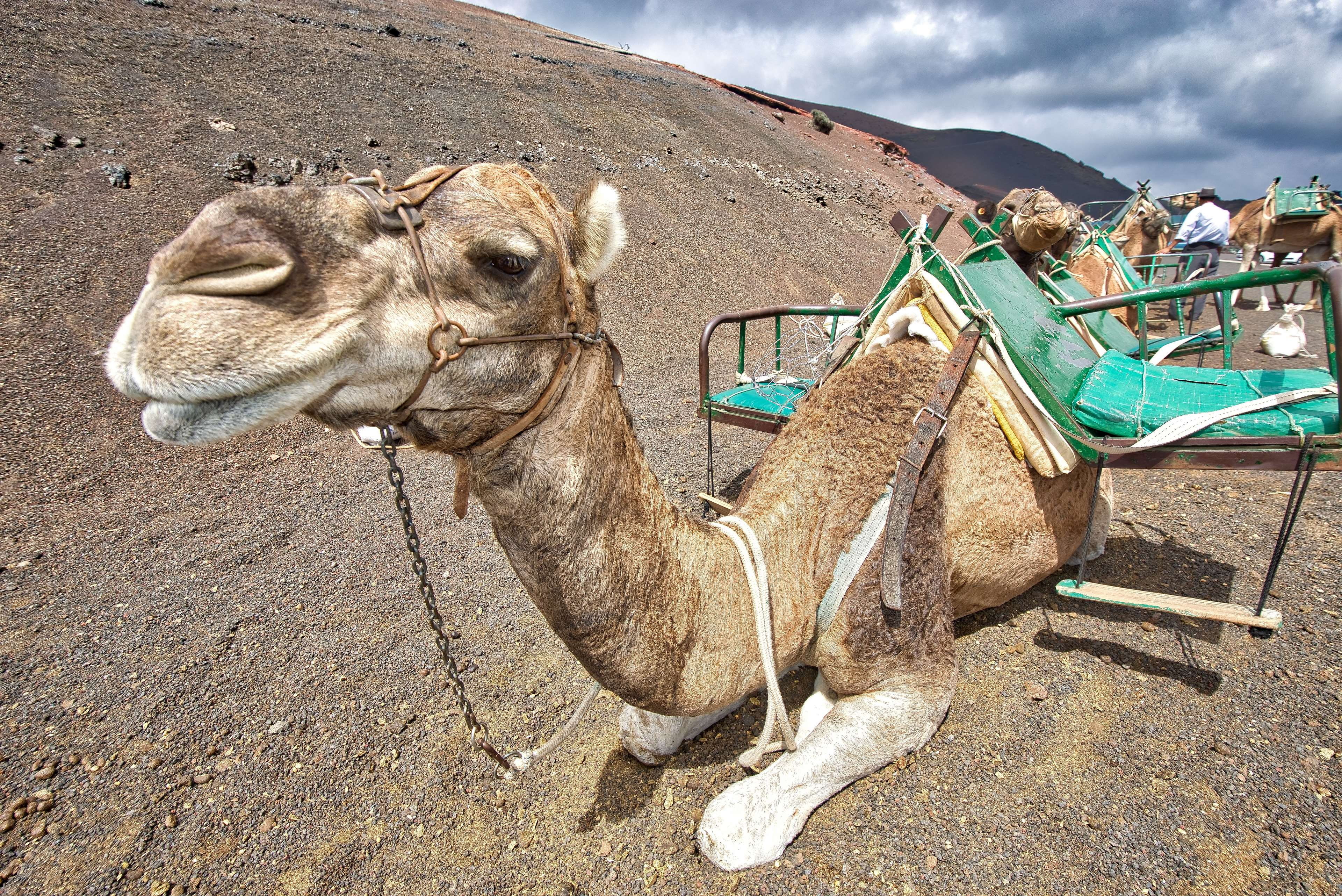 outdoors, herbivorous, transportation, animal body part, landscape, camels, land, saddle, sand, caravan, mammal, climate, hot, desert, no people, summer, HD Wallpaper