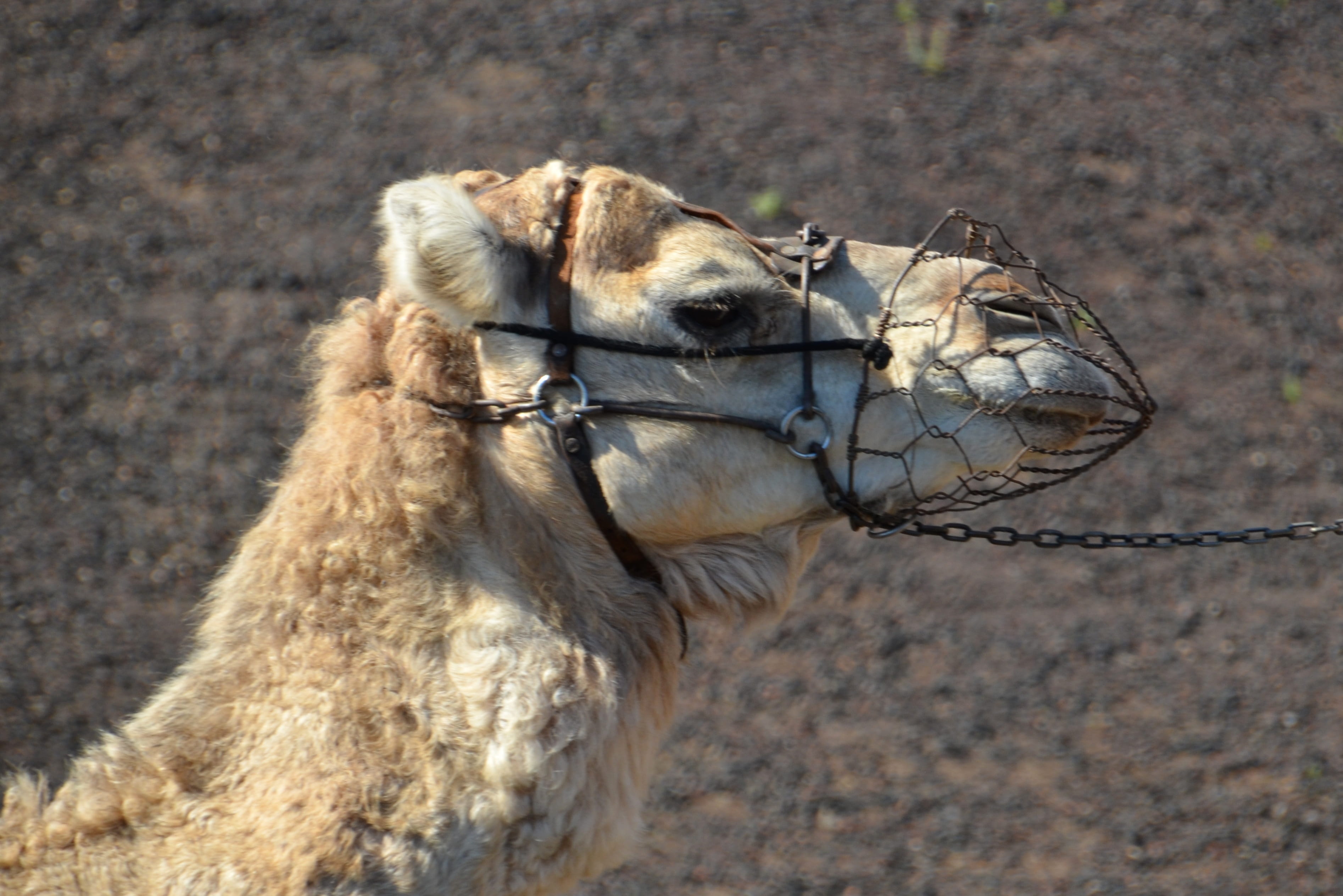 sun, focus on foreground, pets, animal themes, 2K, desert, Sahara, animal head, mammal, domestic animals, close-up, Caravan, wüstentour, vertebrate, sand, HD Wallpaper