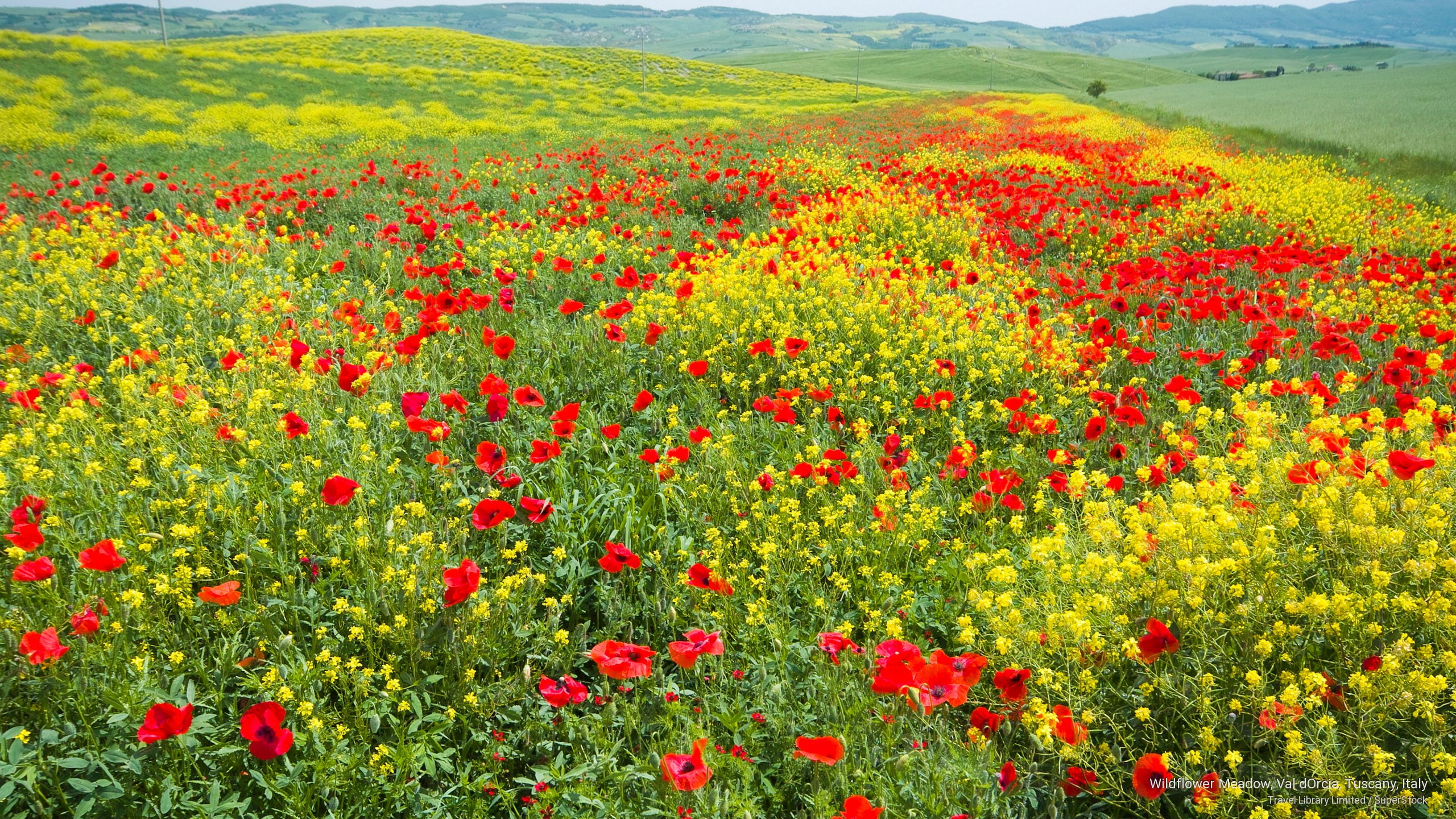 meadow, Flowers/Gardens, dorcia, italy, wildflower, val, 2K, tuscany, HD Wallpaper