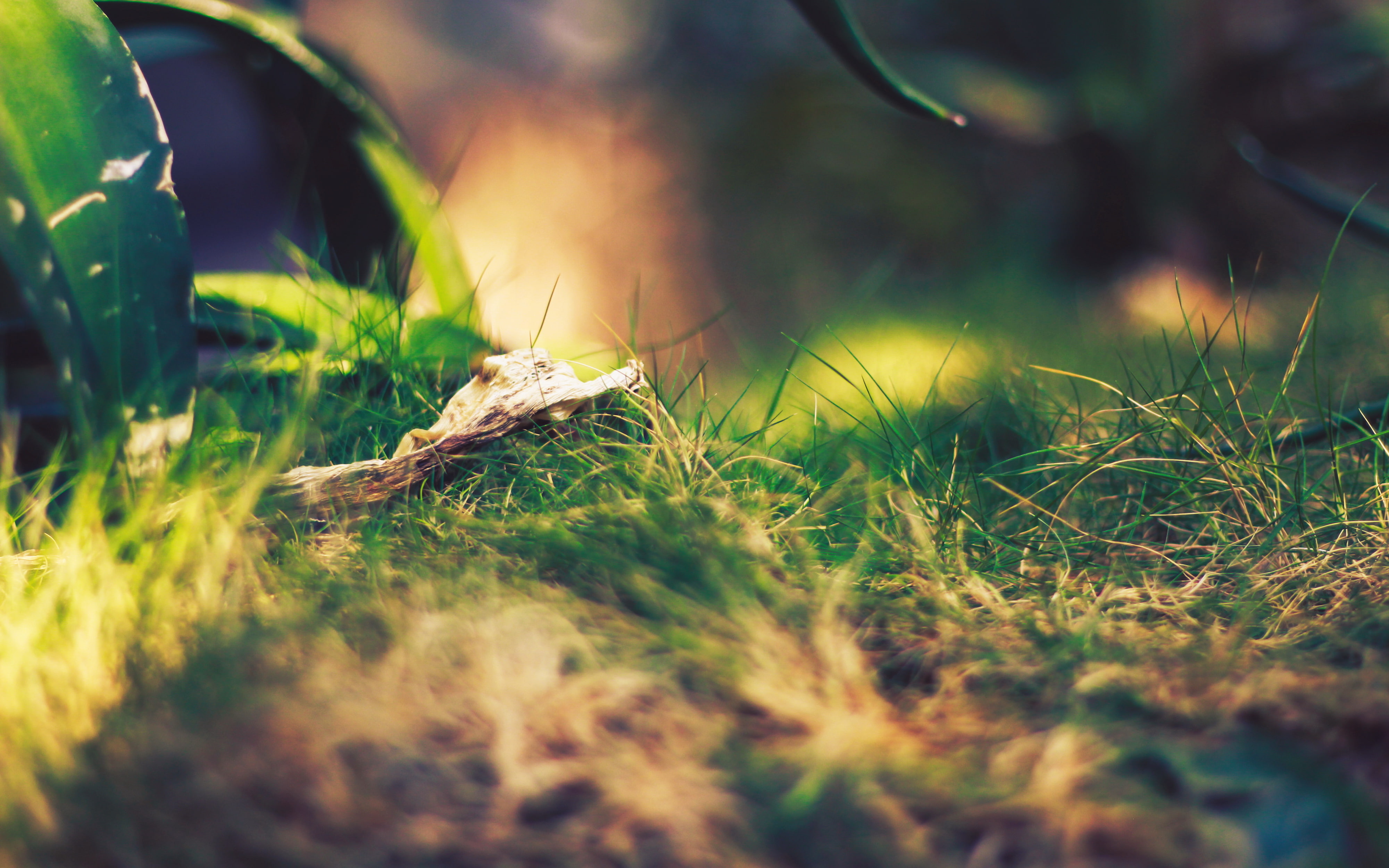 hq, 4K, greens, macro, grass, nature, HD Wallpaper