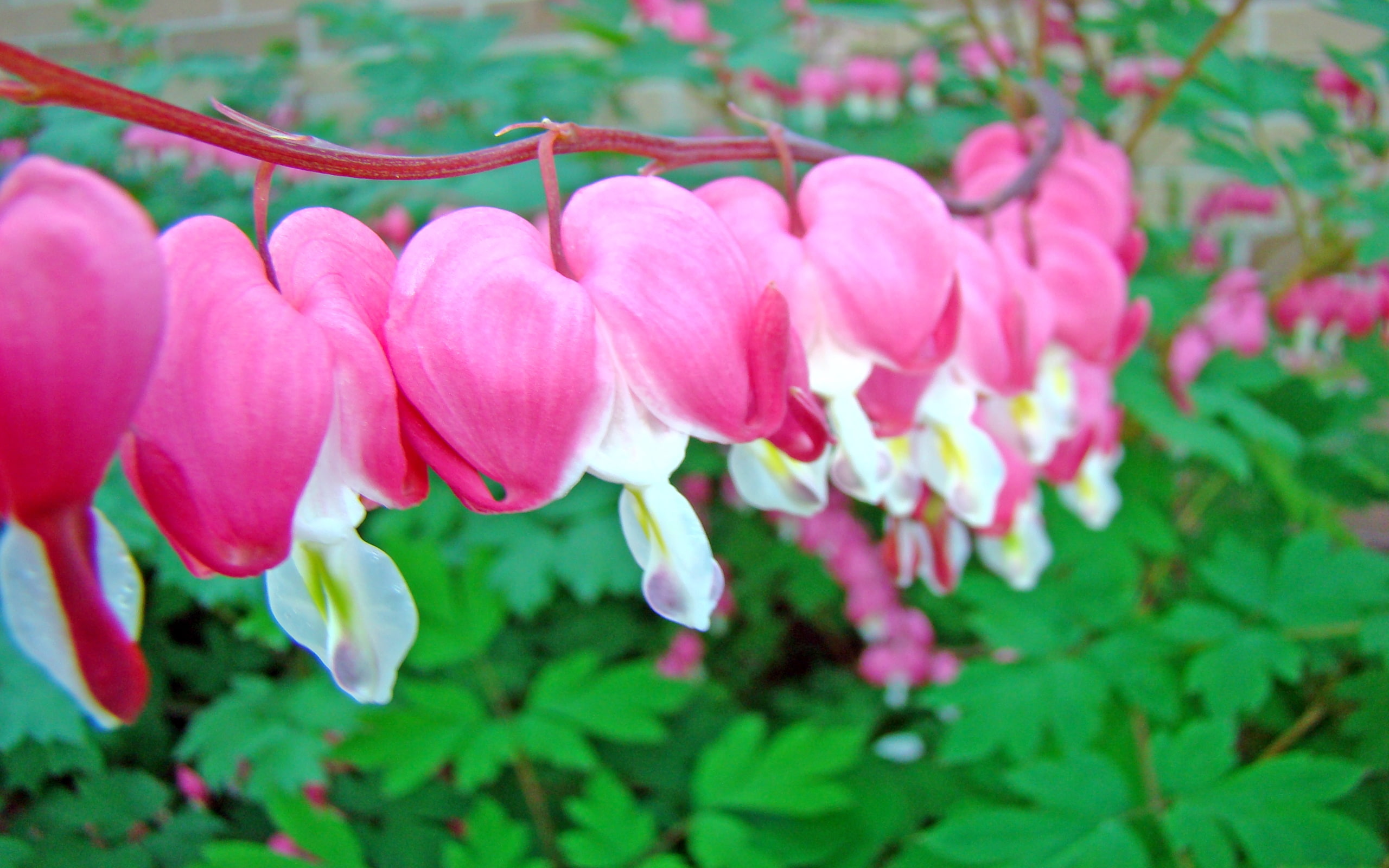 wallpapers, 2K, heart, hq, flowers, bleeding, HD Wallpaper