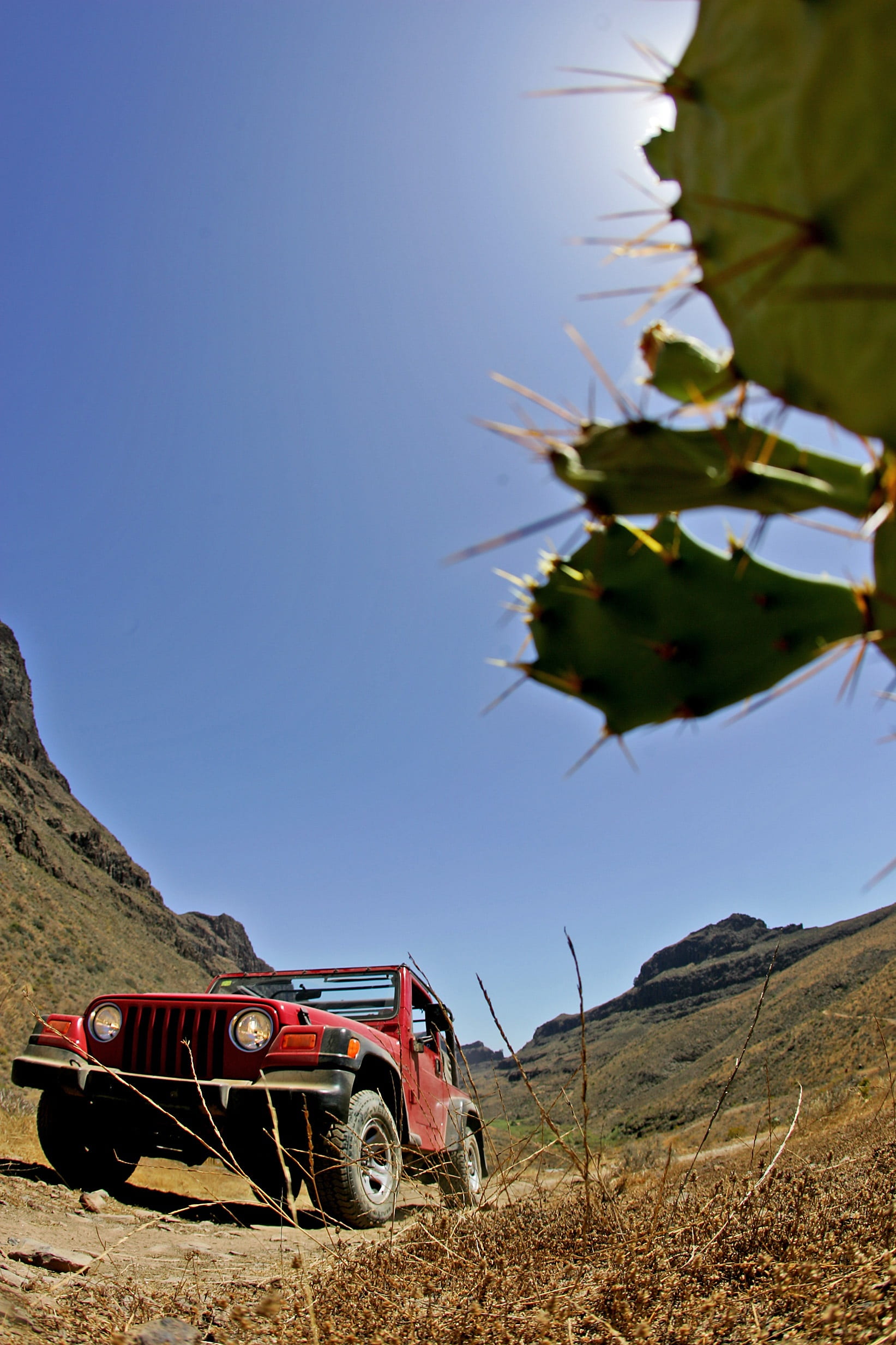 cactus, jeep, terrain, agriculture, expedition, drive, mode of transportation, land, 1080P, off-road, outdoor, suv, land vehicle, road, sunlight, day, Phone HD Wallpaper
