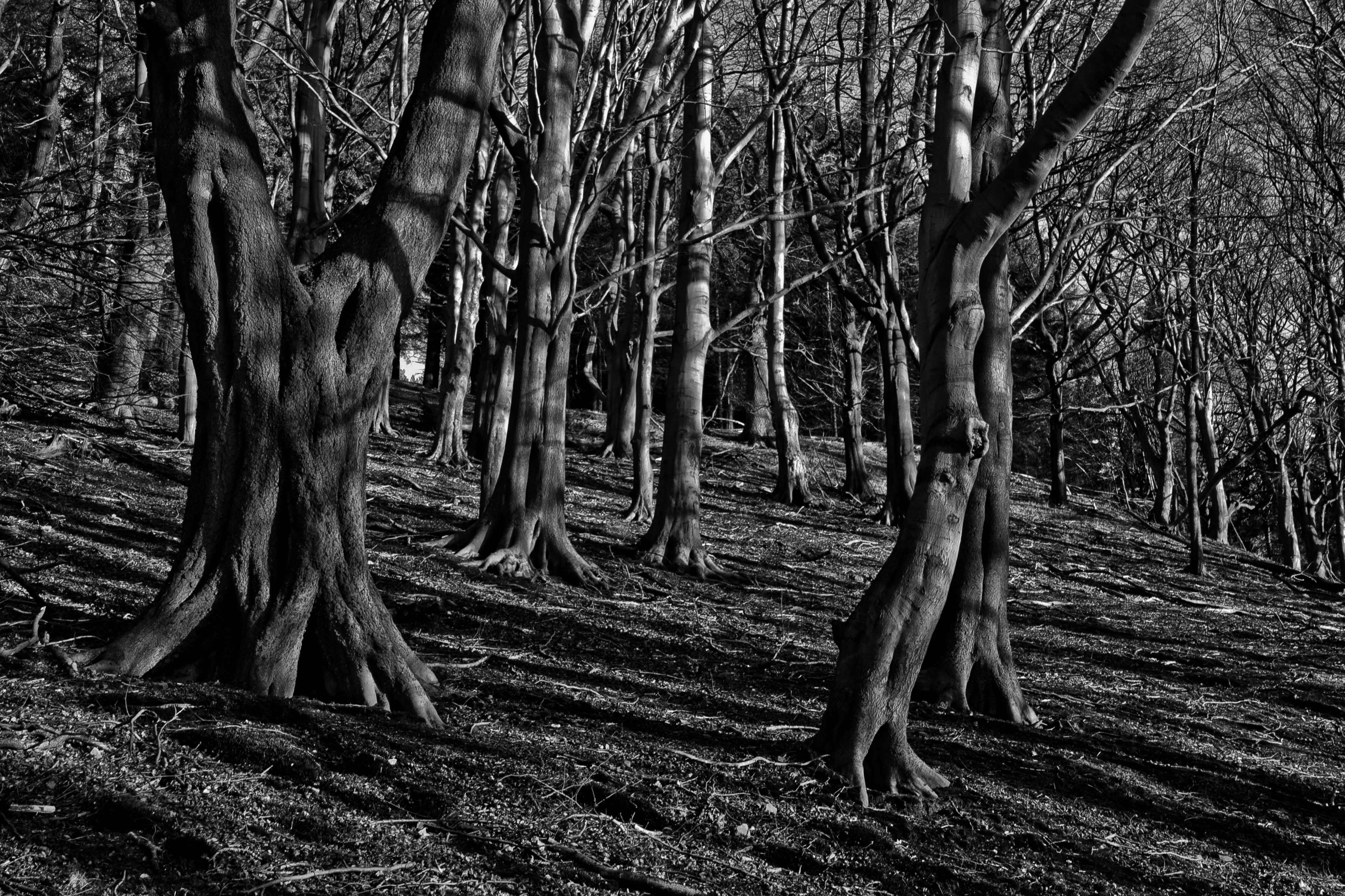 trunk, bark, no people, tranquility, nature, spooky, non-urban scene, woodland, mysterious, fantasy, trees, day, mystery, bare tree, tree, 4K, growth, HD Wallpaper