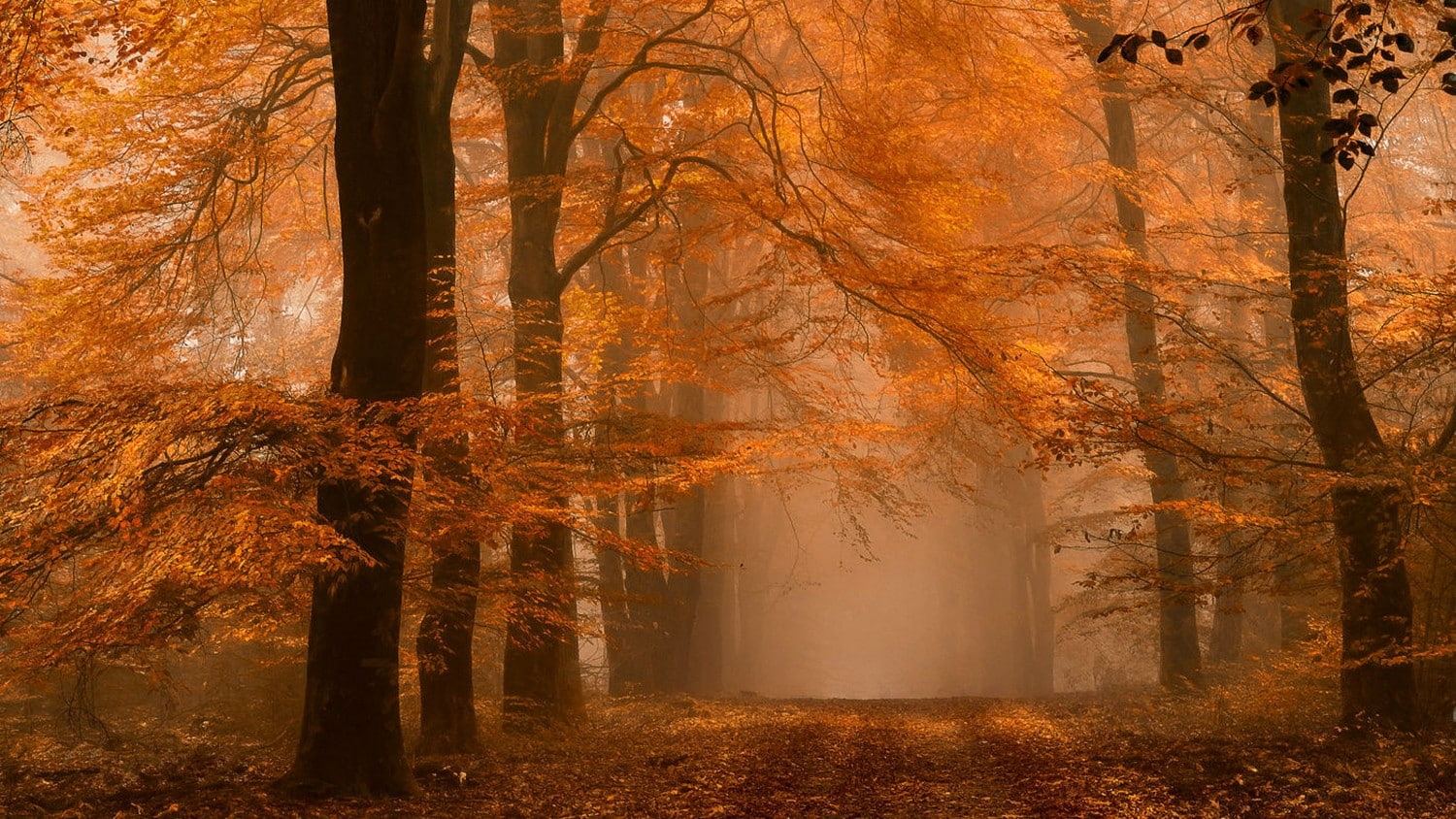dirt road, landscape, path, Netherlands, amber, forest, orange, leaves, fall, 720P, nature, mist, HD Wallpaper