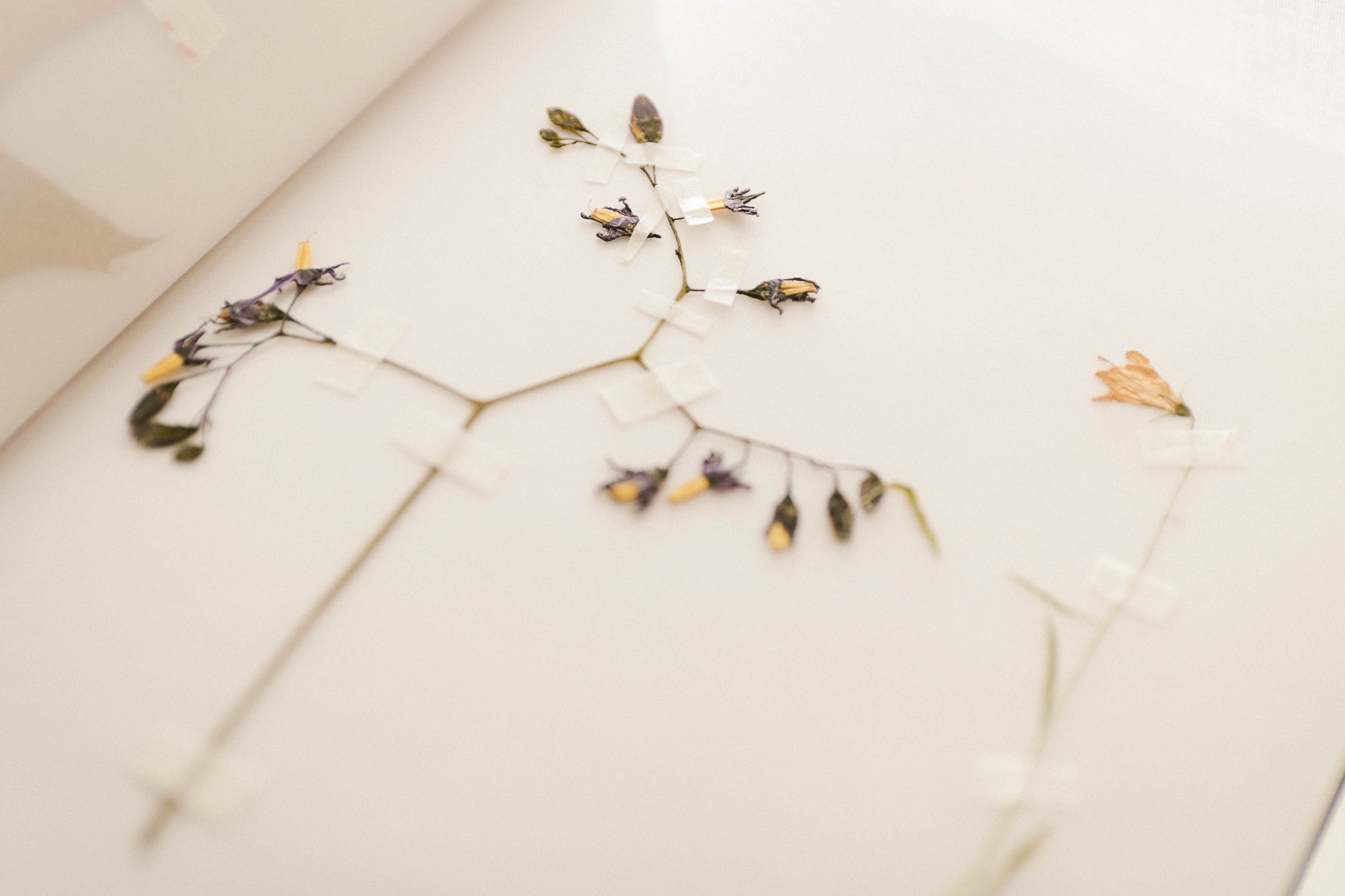 flooring, abstract, vintage, conceptual, insect, white color, focus, notebook, beautiful flowers, animal themes, art, copy space, invertebrate, artistic, HD Wallpaper