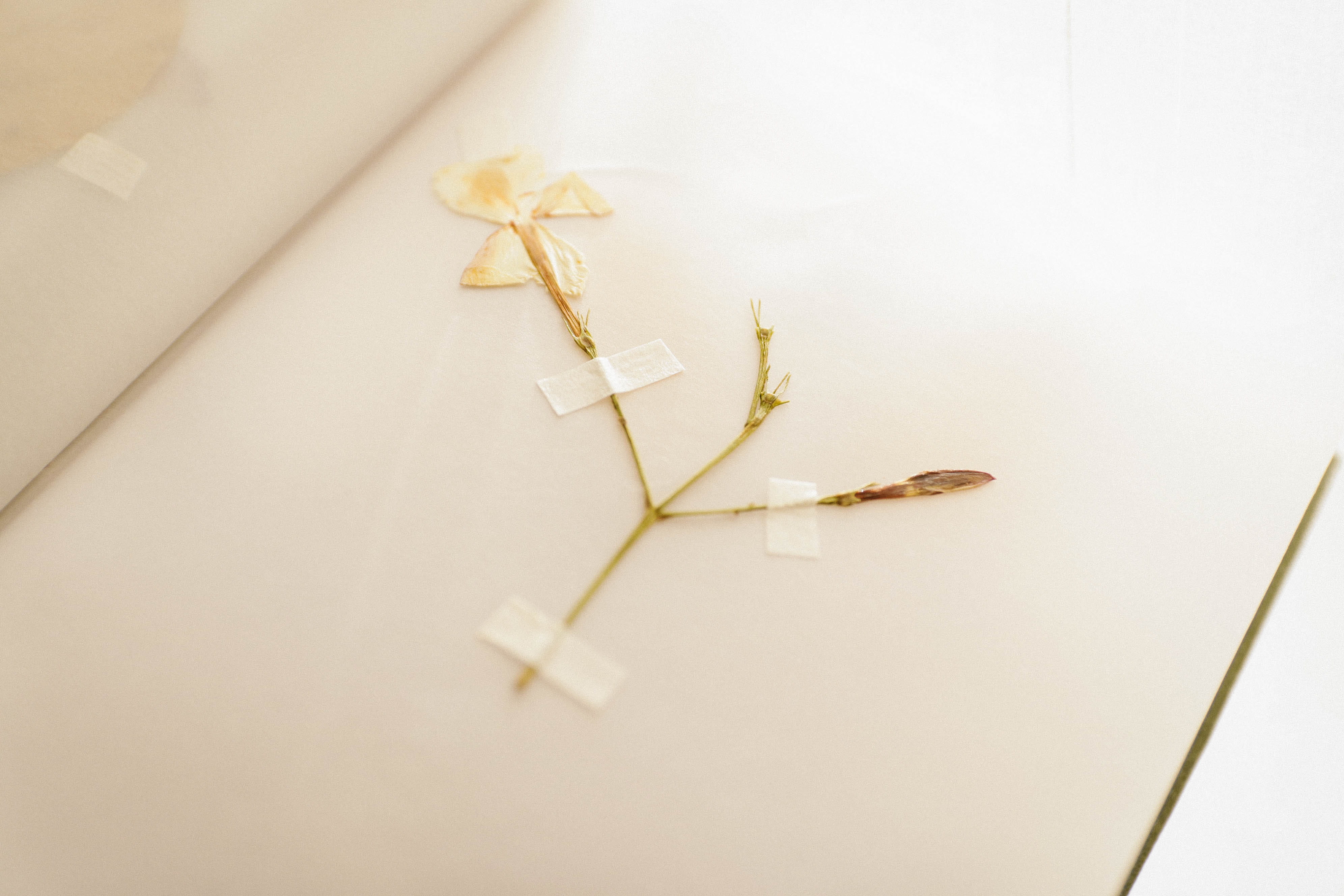 healthcare and medicine, blur, environment, copy space, nature, studio shot, art, wood - material, insect, dried, 4K, biology, invertebrate, still life, HD Wallpaper
