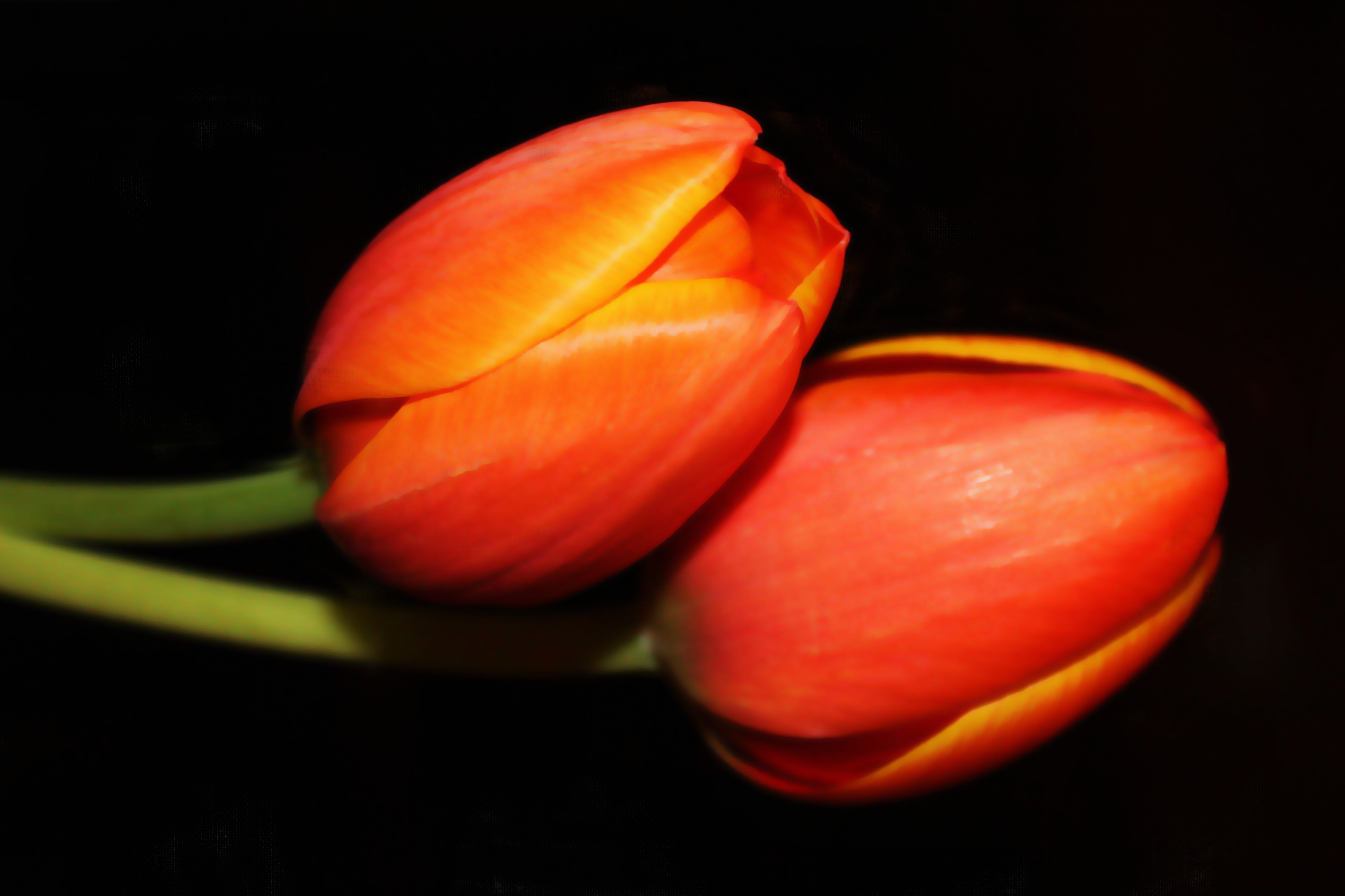 indoors, black background, creative, raw food, vegetarian food, photo painting, still life, no people, focus, ripe, tulips, vegetable, wellbeing, single object, HD Wallpaper