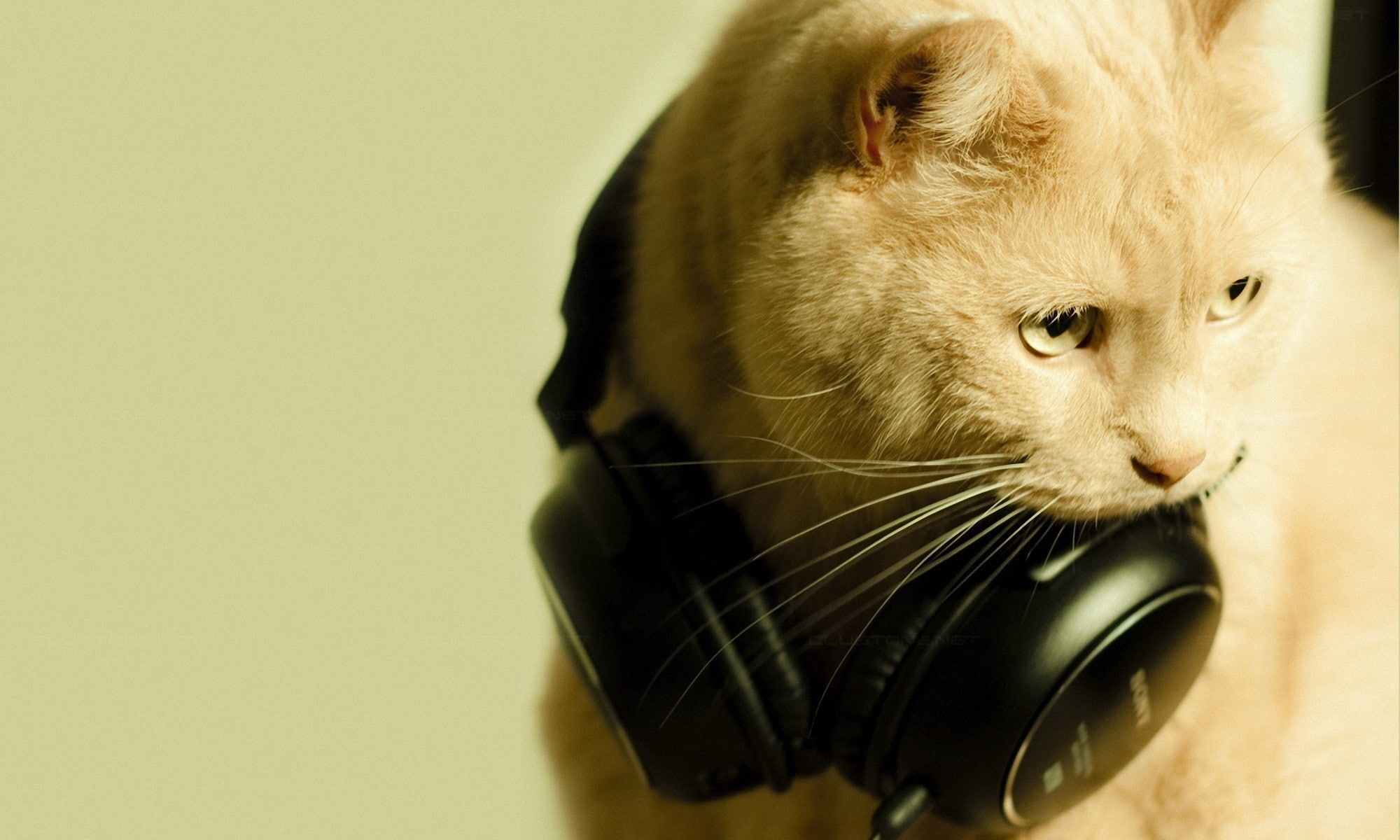 art, hd, animals, Music, cats, x, 1080P, earphones, HD Wallpaper
