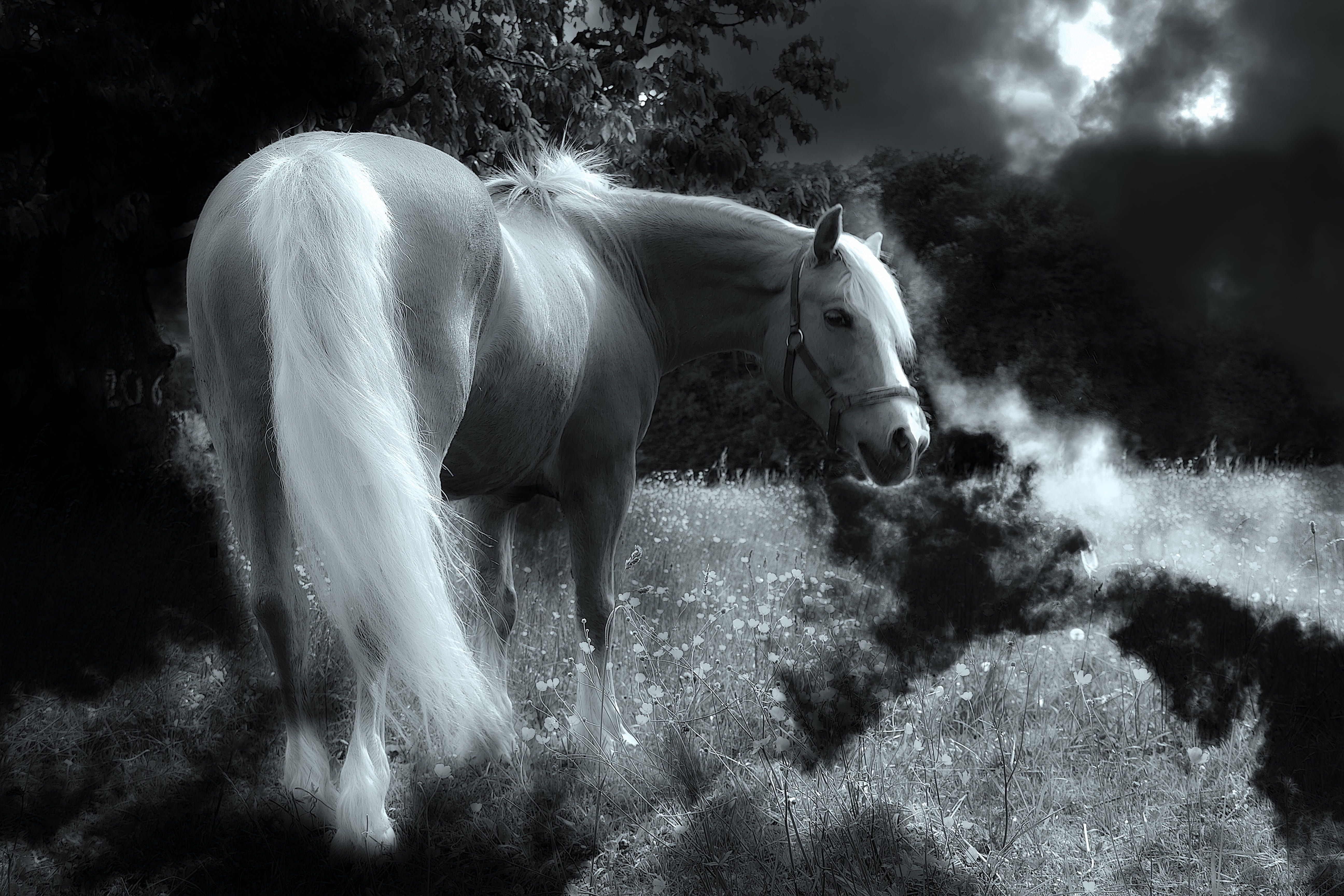 plant, no people, pets, pony, agriculture, hairy, near, mood, animal themes, garden, coupling, time, pasture, mane, environment, herbivorous, atmosphere, HD Wallpaper