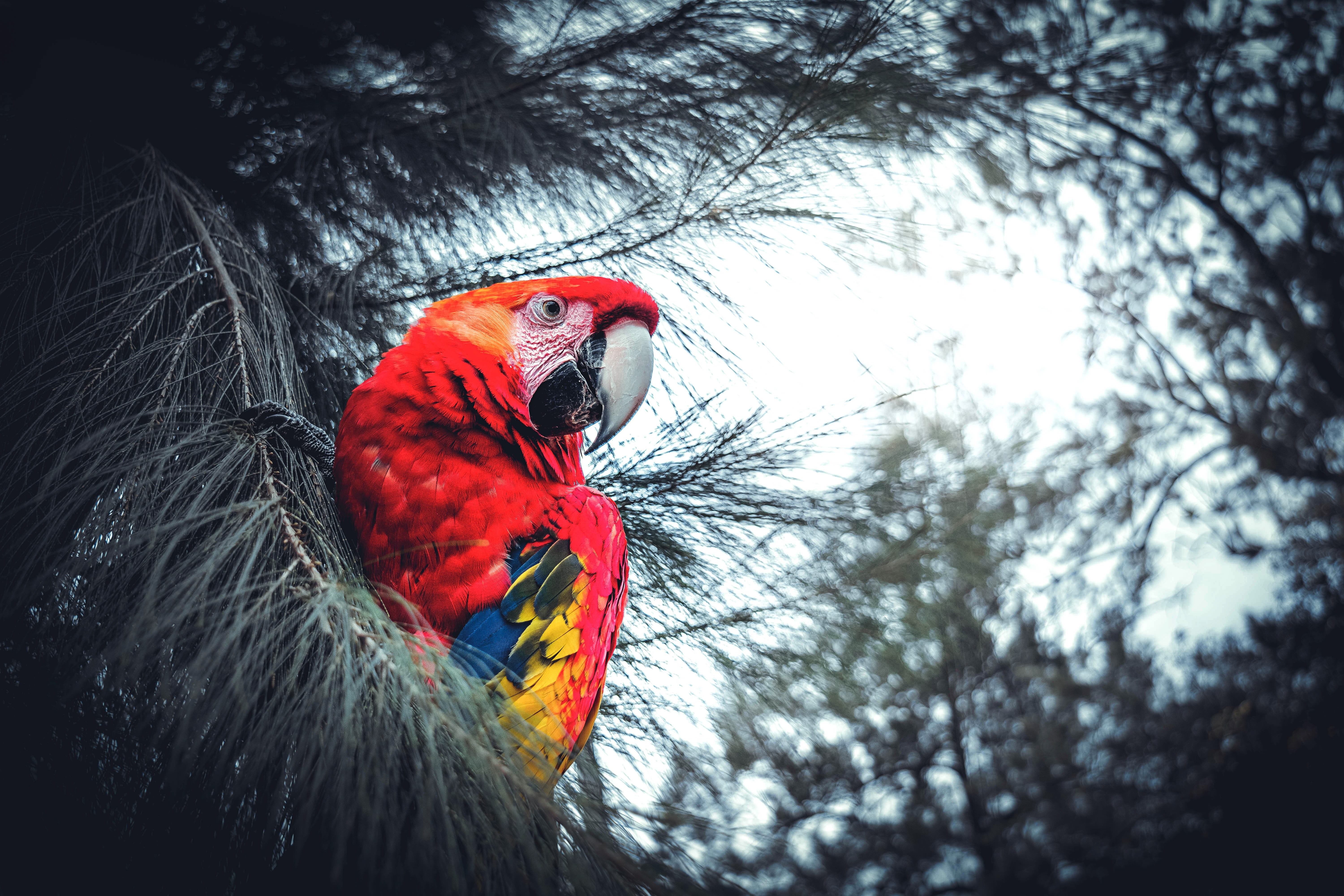 macaw, colombia, ave, day, wild, fauna, forest, sparrow, animal themes, lora, scarlet macaw, branch, birds of prey, beauty, canary, color, no people, one animal, HD Wallpaper