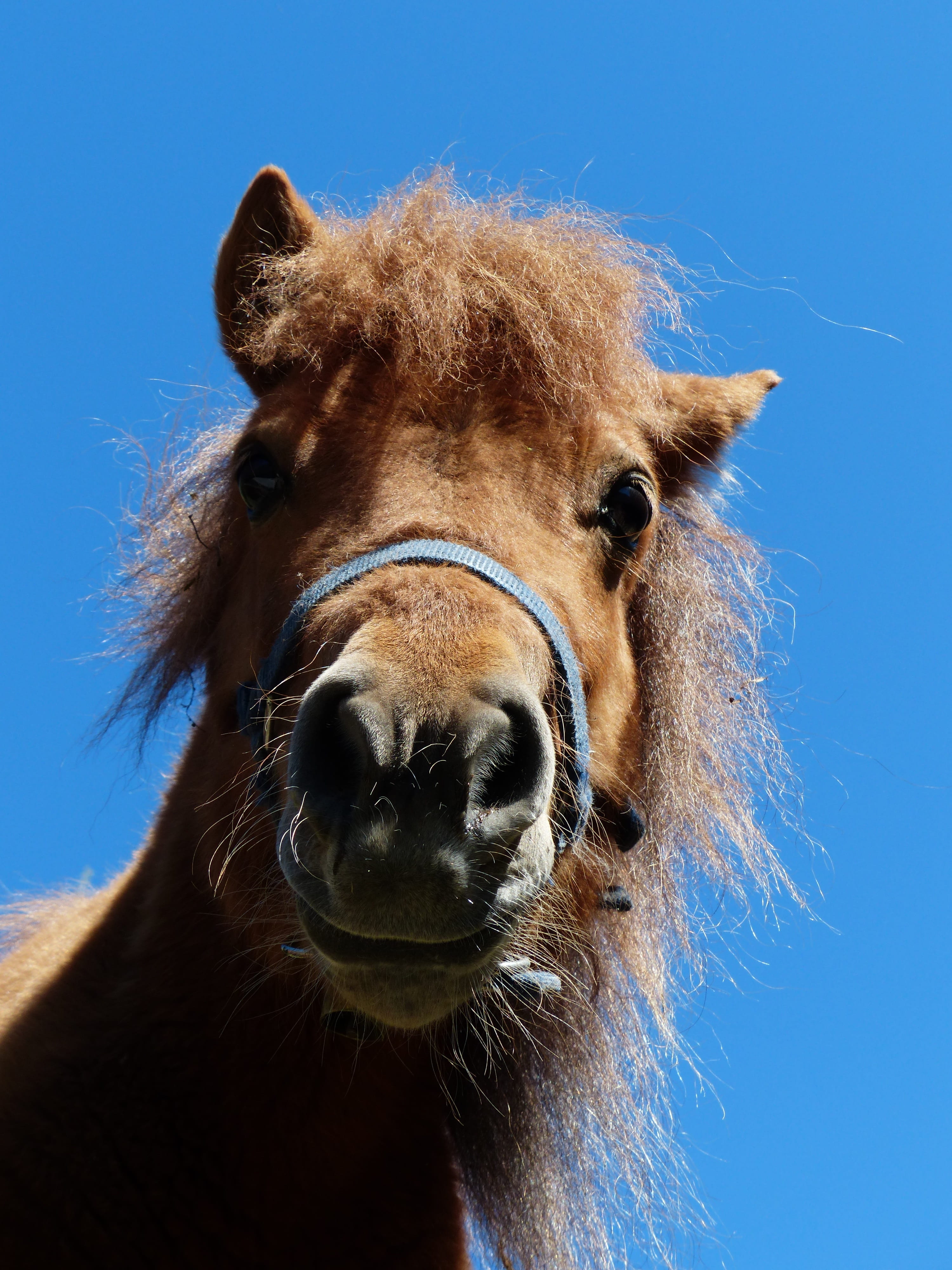 animal body part, mane, animal themes, Shetland Pony, fur, sweet, looking at camera, animal nose, Head, blue, mammal, animals And Pets, 4K, nature, outdoors, Phone HD Wallpaper