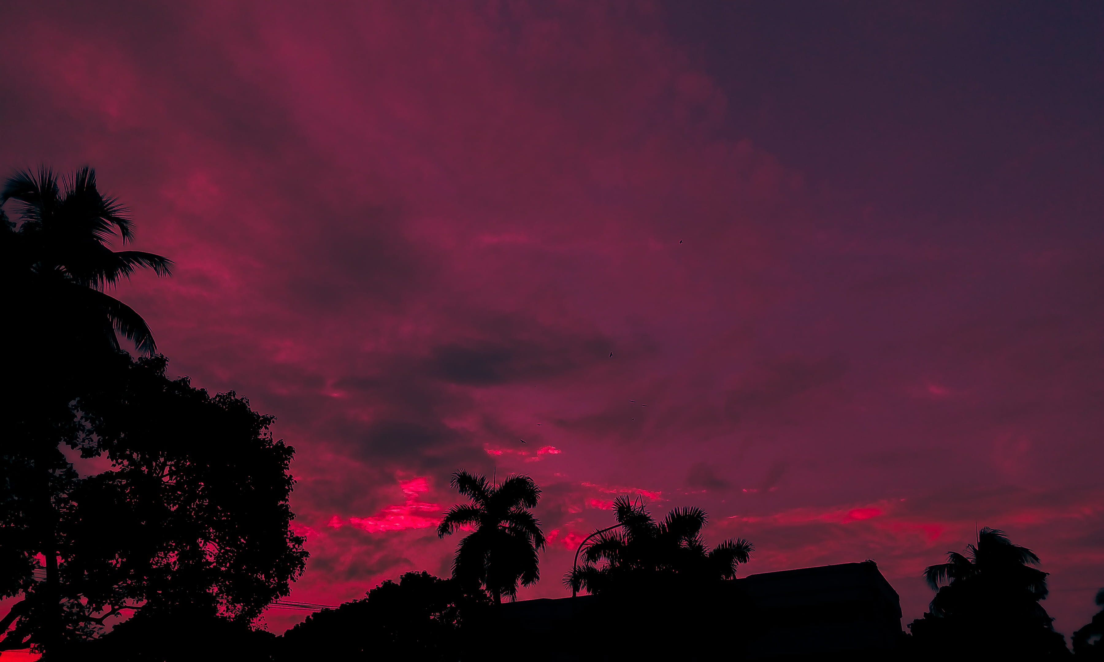 no people, nature, pink color, tropical climate, purple, palm tree, beauty in nature, tree, dhaka division, scenics - nature, plant, silhouette, tranquility, HD Wallpaper