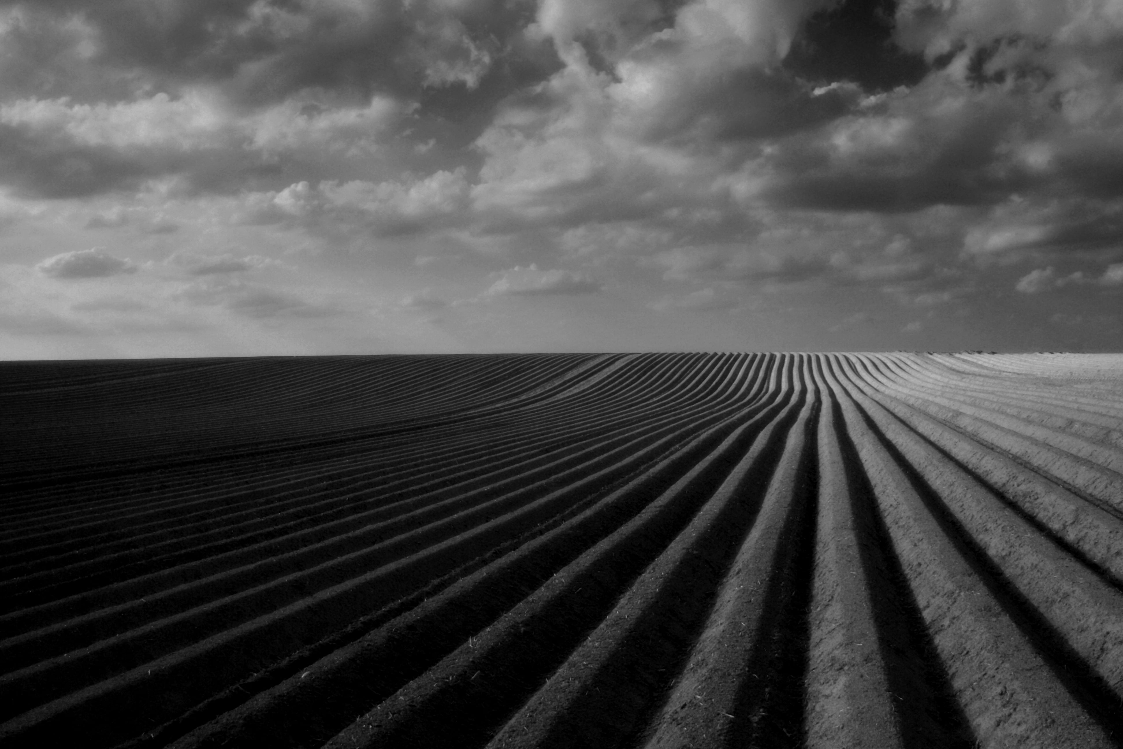 potatoes, bronze, black and white, agriculture, premium, nature, plane, me, fieled, monochrome, canon eos 1000d, one, Schwarzweiß, photography, sw, lines, HD Wallpaper