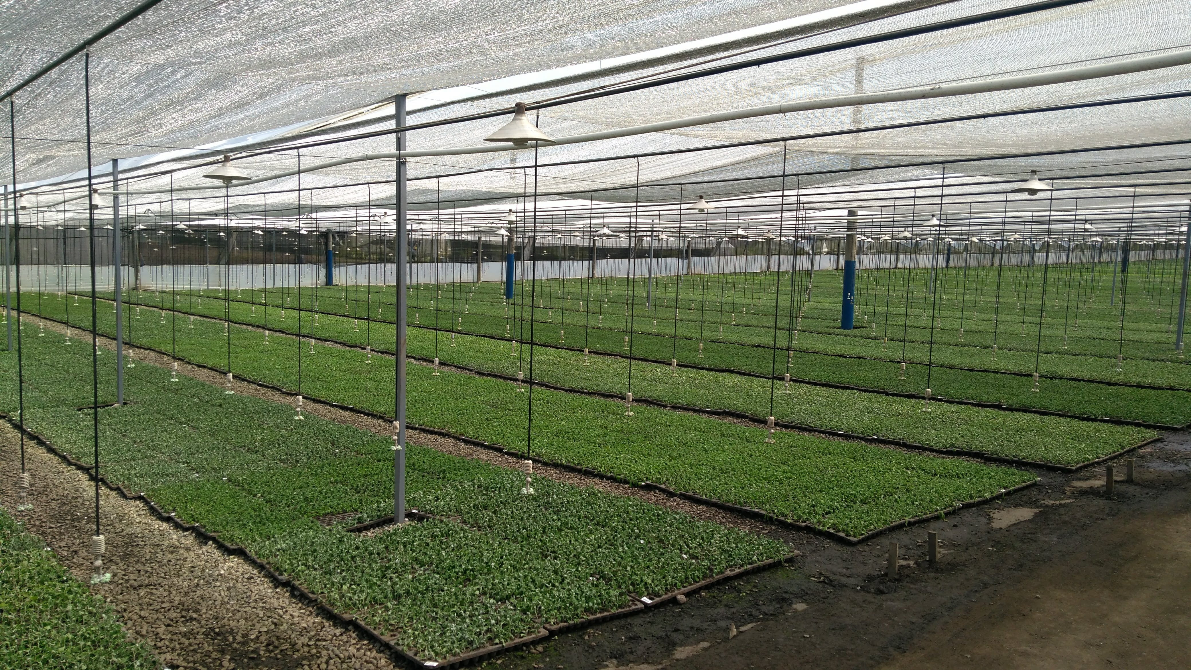 field, agriculture, landscape, plant, land, greenhouse, no people, rural scene, plant nursery, soccer, outdoors, nature, horizontal plane, day, grass, in a row, HD Wallpaper